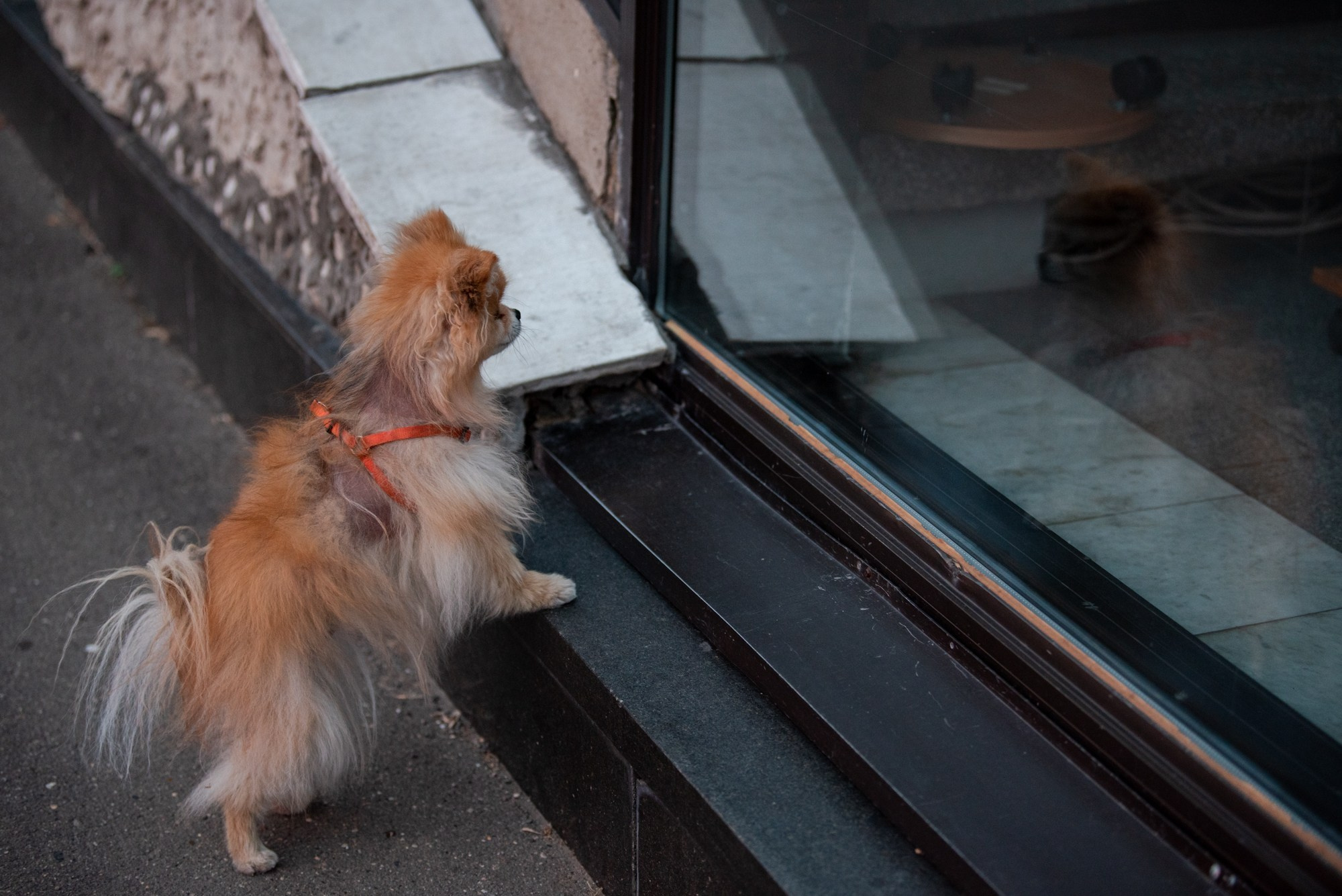 Спасенные шпицы. Фотограф в Москве Виктория Назаренко