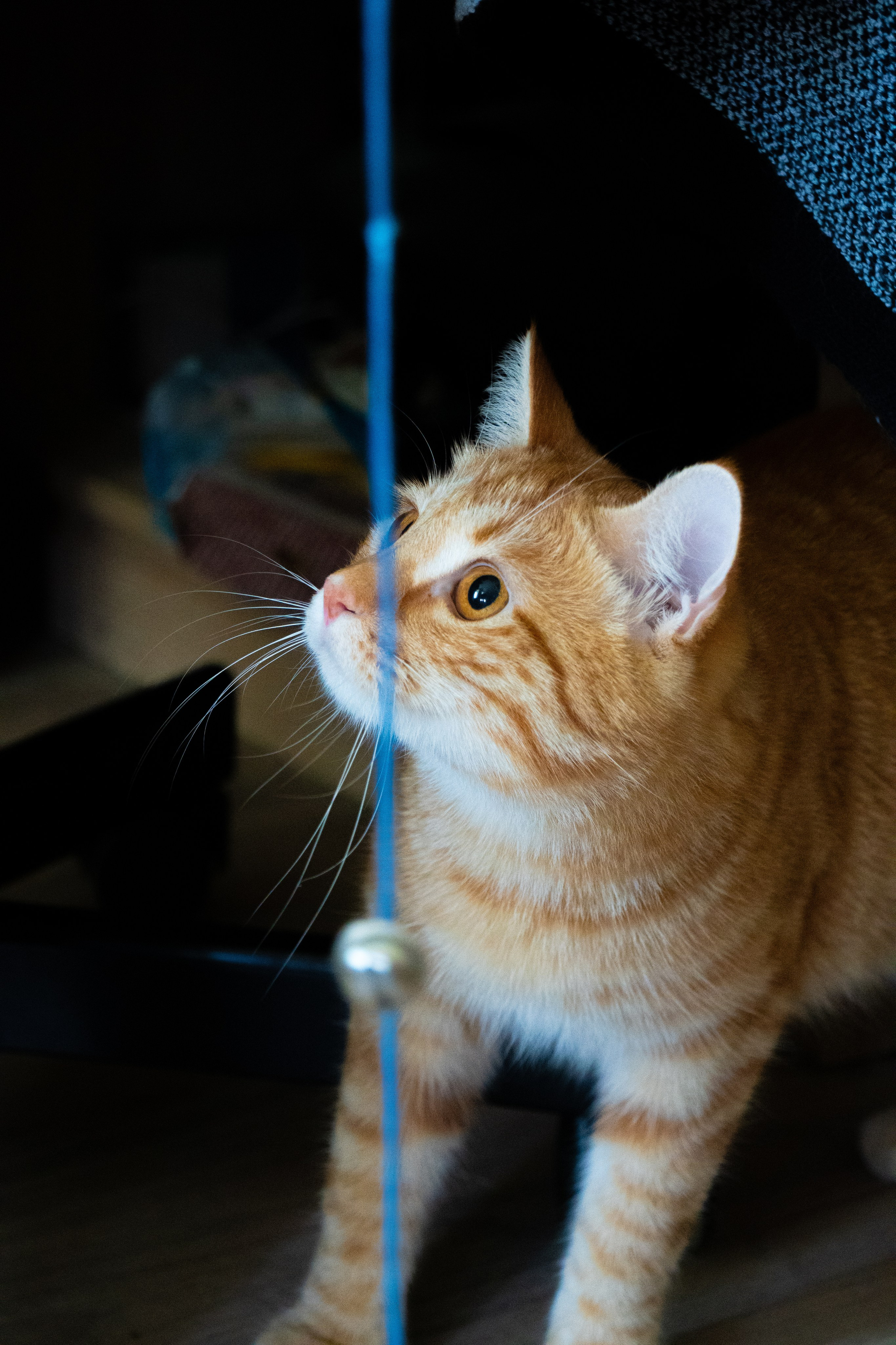 Приют для животных «Пушистые друзья». Видеограф, фотограф в Санкт-Петербурге Элеонора Петрова