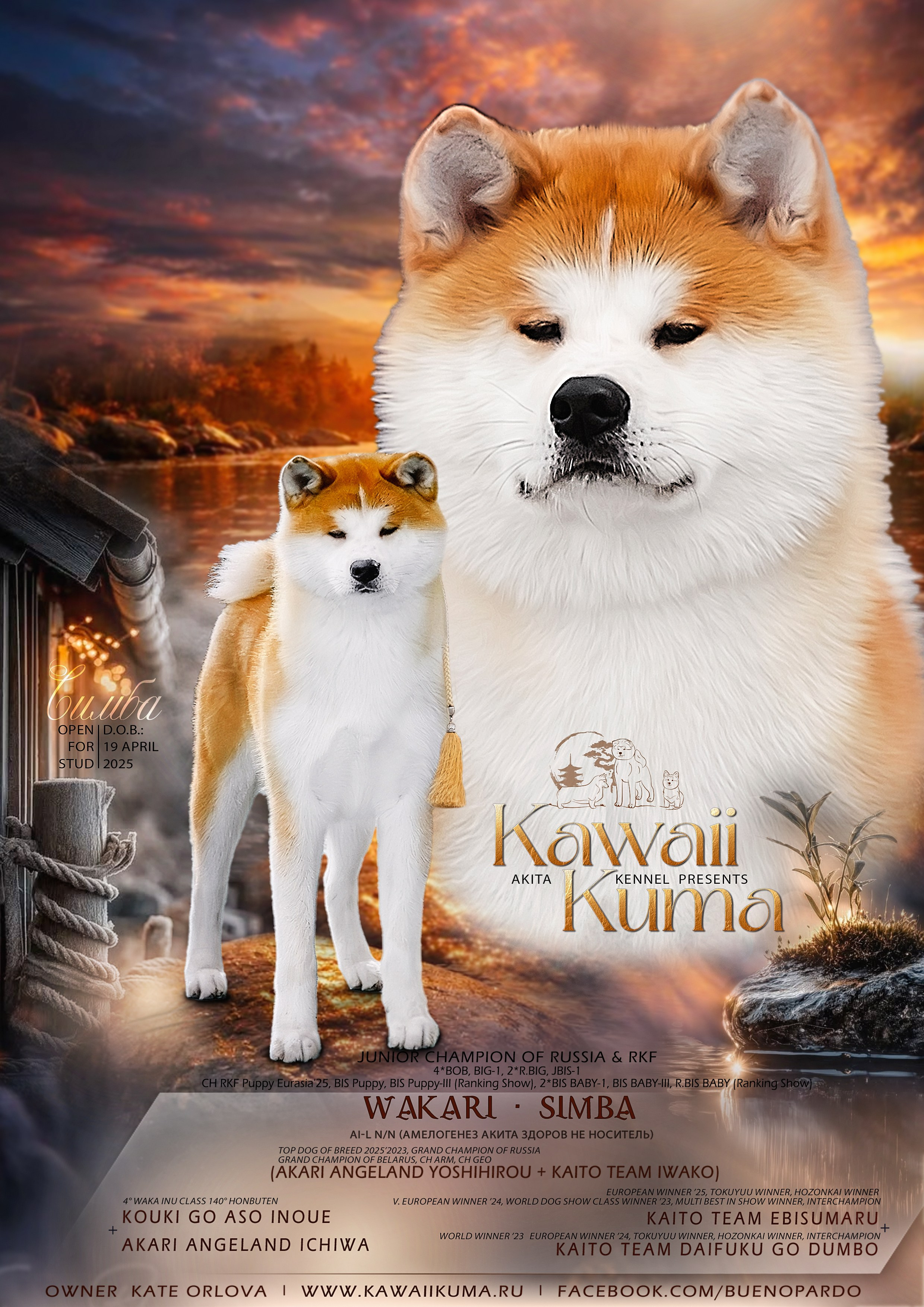 АКИТА. Kawaii Kuma питомник собак пород Корги пемброк, Акита ину, Сиба