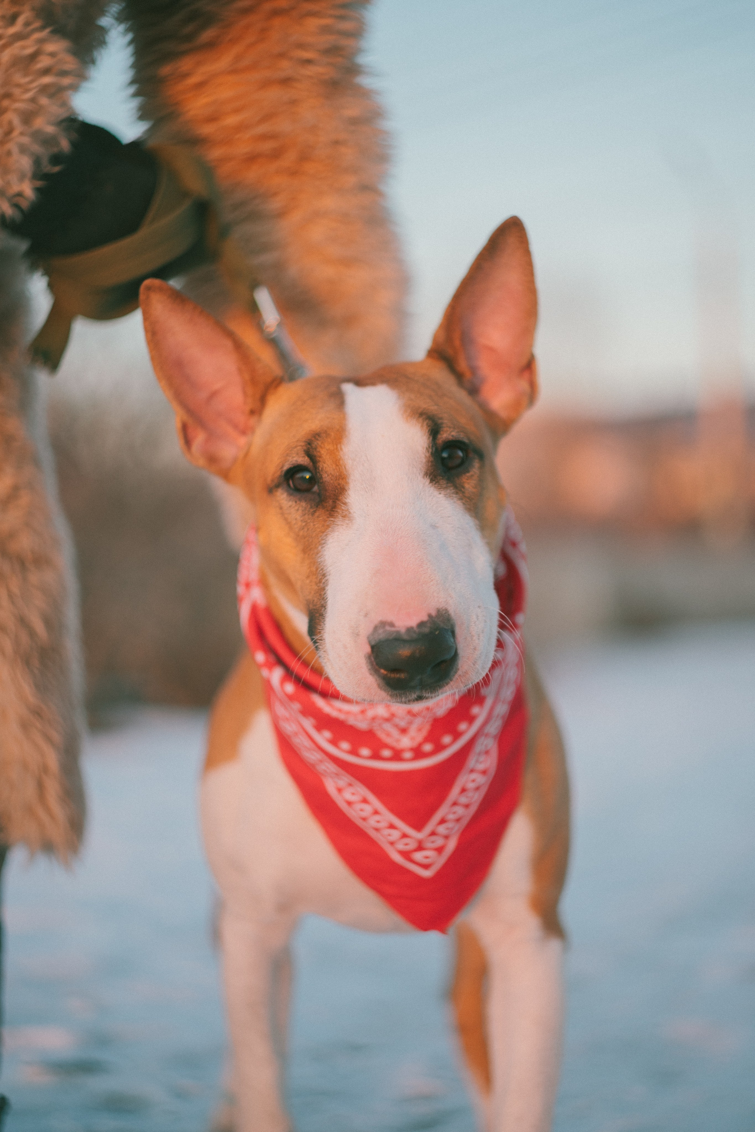 Булка. Евгения Арефьева — свадебный и портретный фотограф в Чите