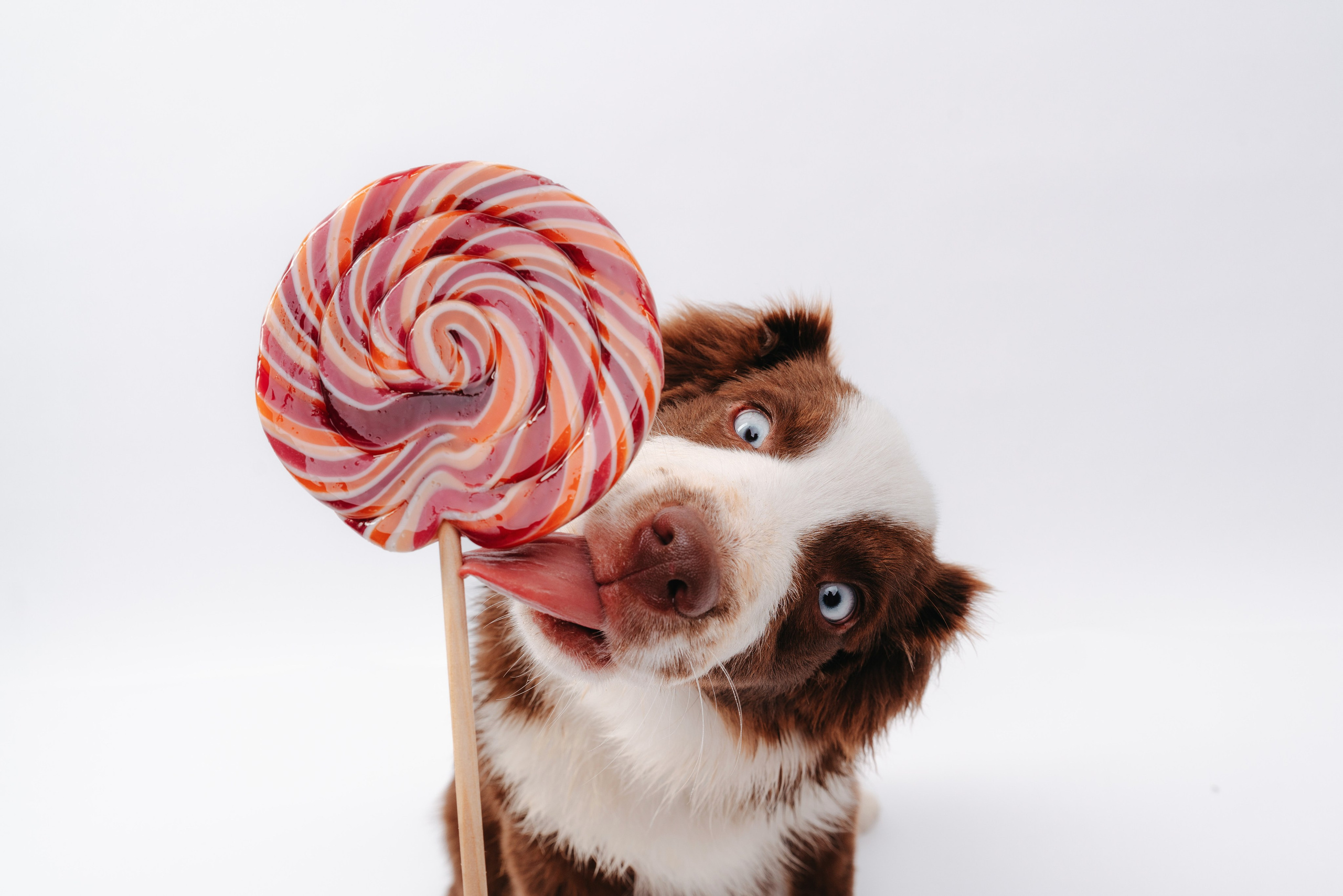 Миниаусси Дайс. Фотограф анималист Осипчикова Мария