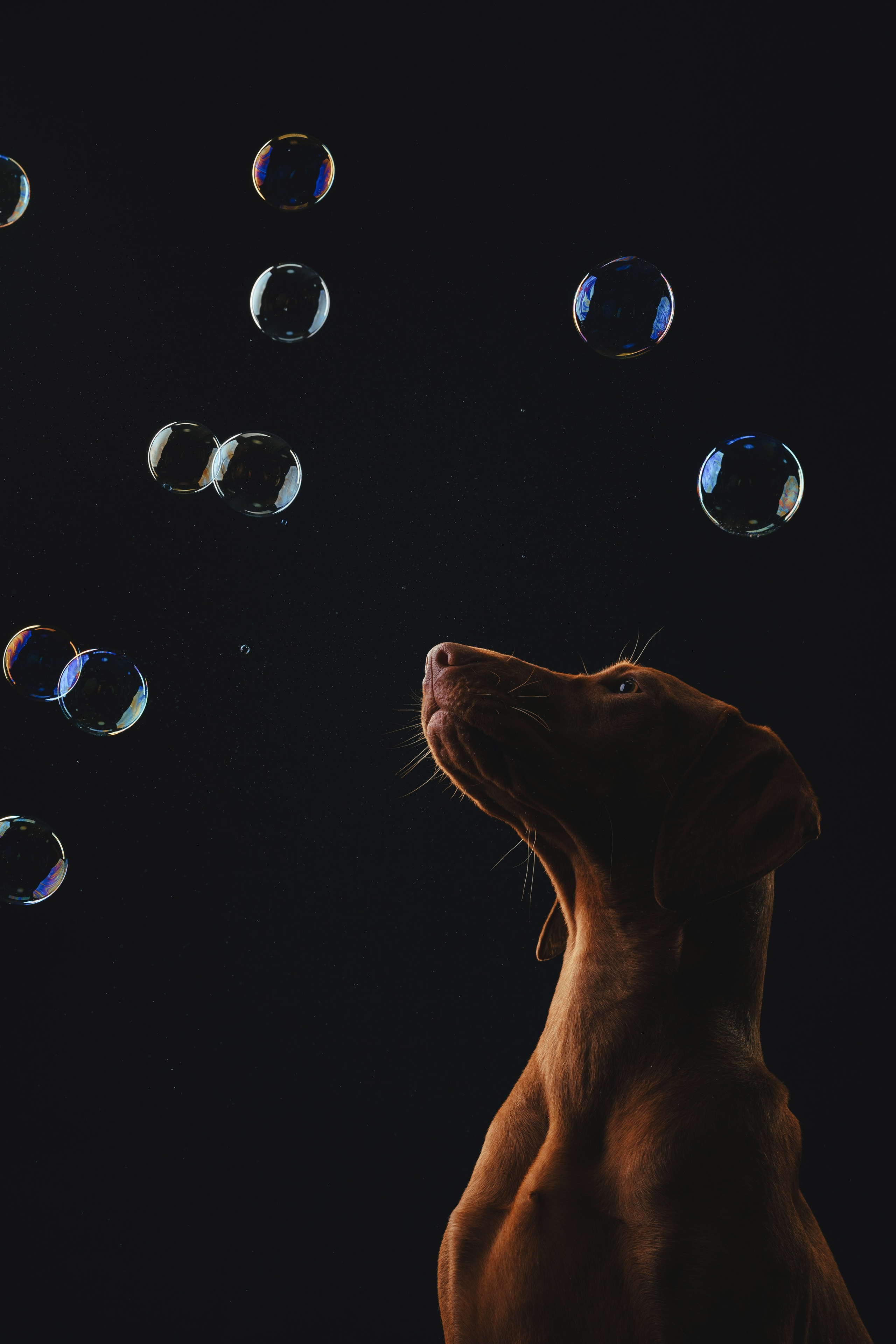 Выжла Гая. Фотограф анималист Осипчикова Мария