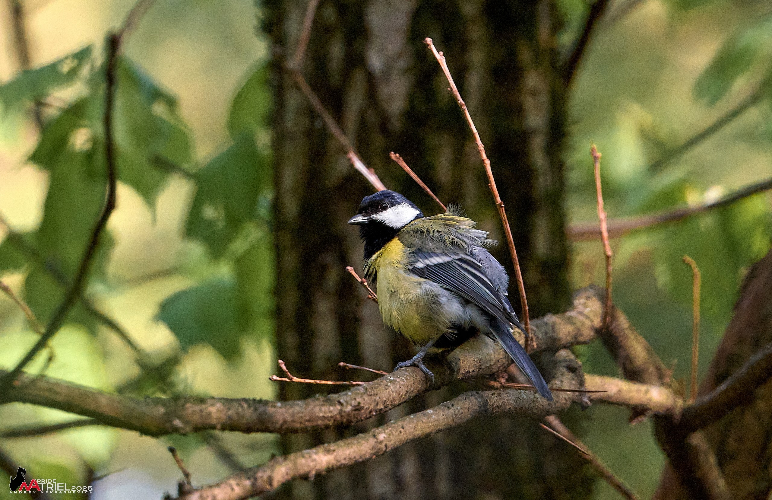 Съемка в майском лесу