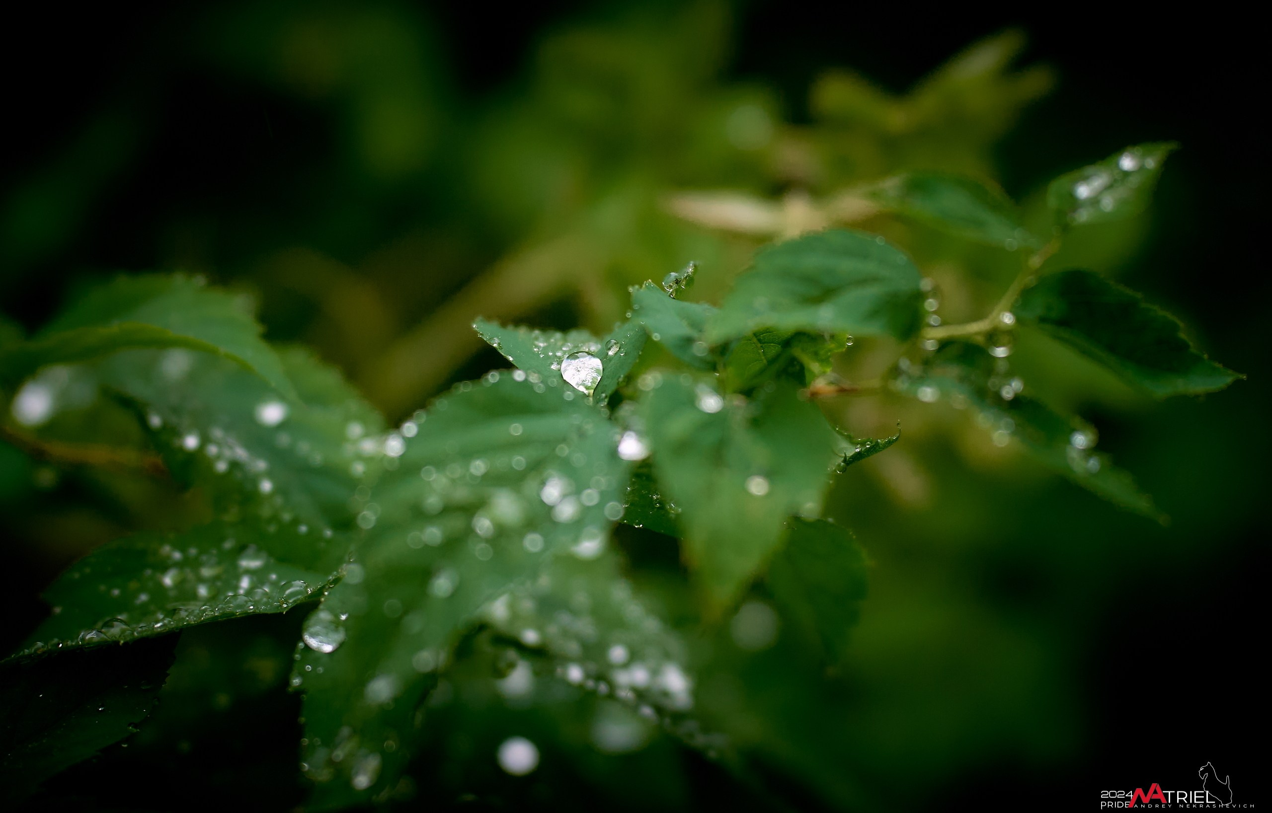 Съемка природы после дождя