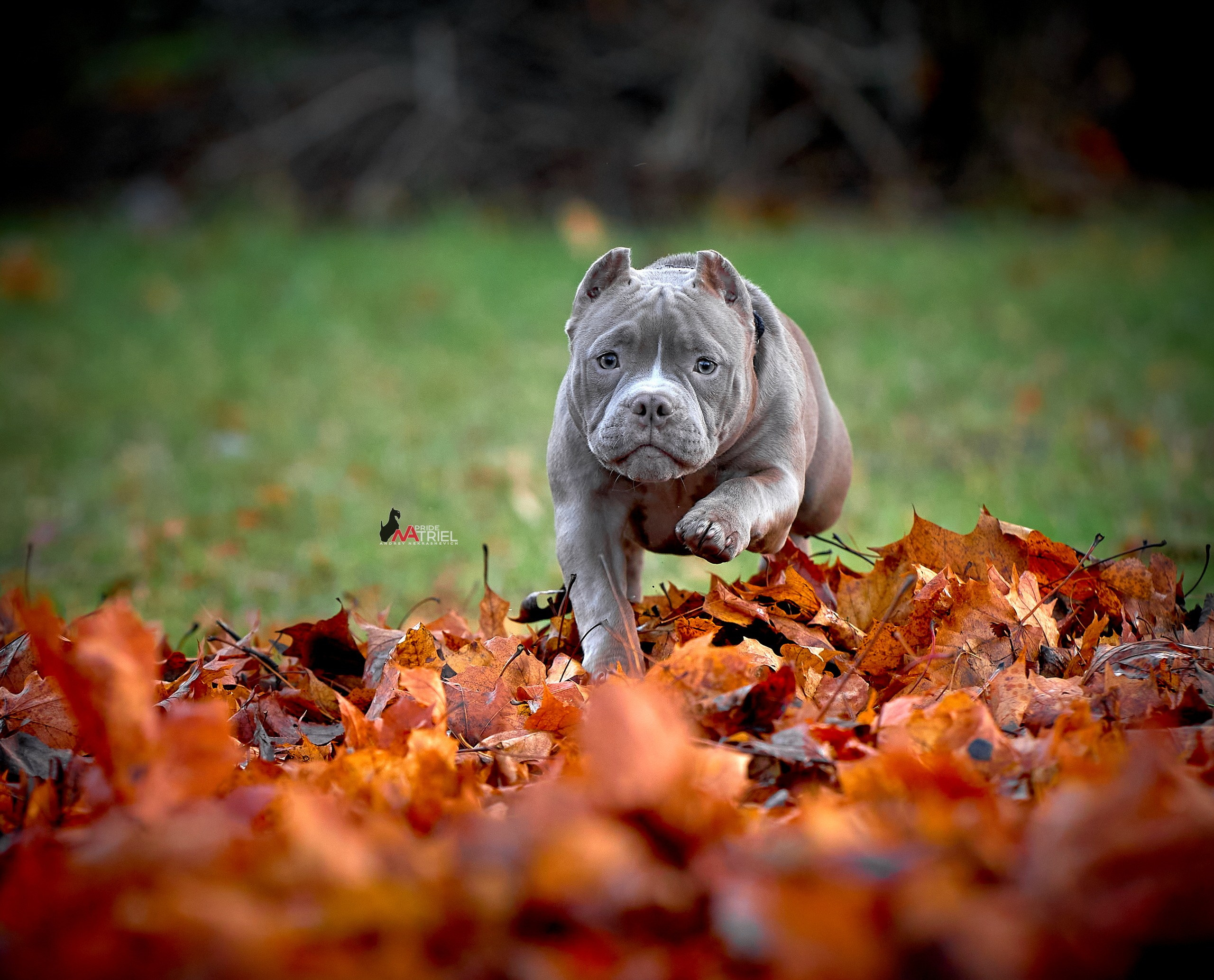 Прогулка в движении — галерея NATRIEL