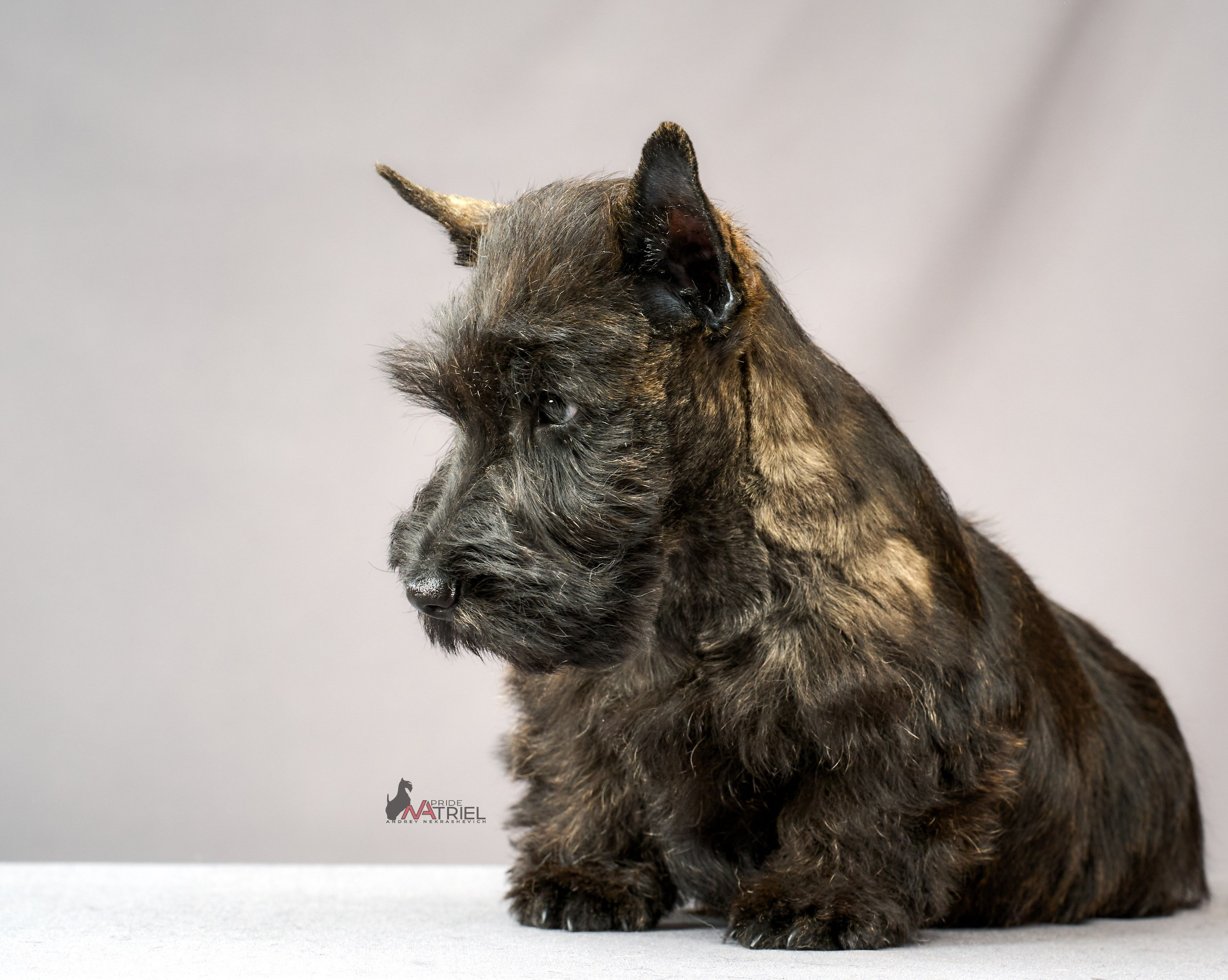 Съемка щенков скотч-терьеров