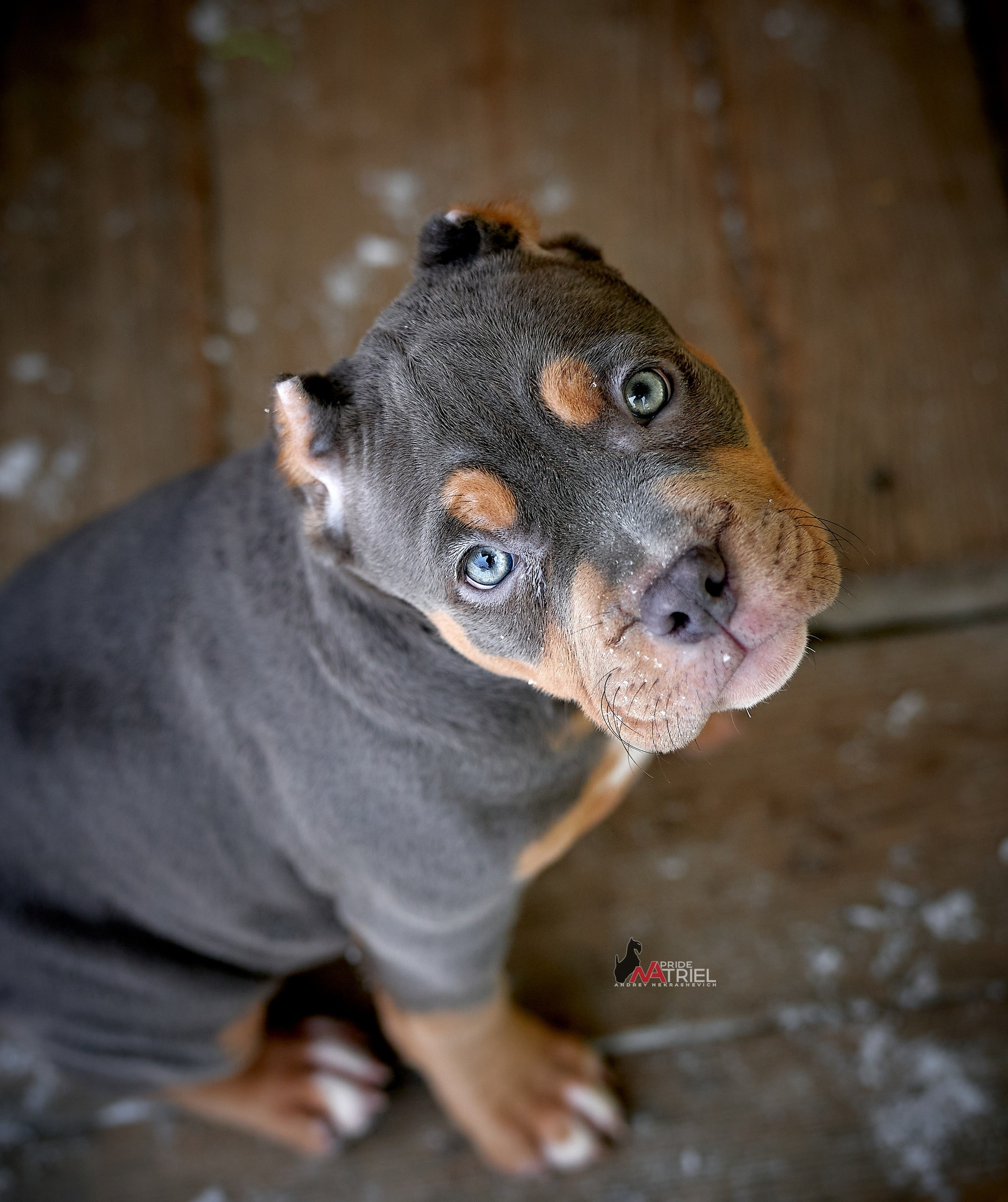 Щенки на прогулке — галерея NATRIEL