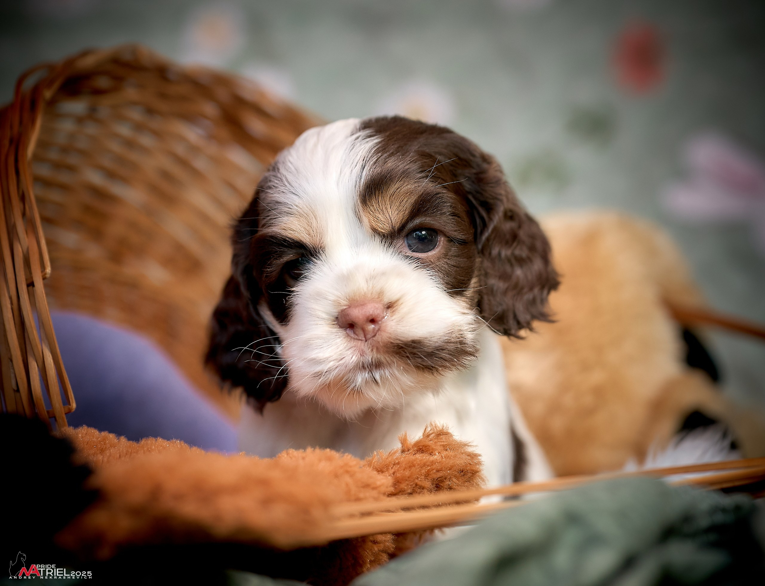 Щенки АмКокеров