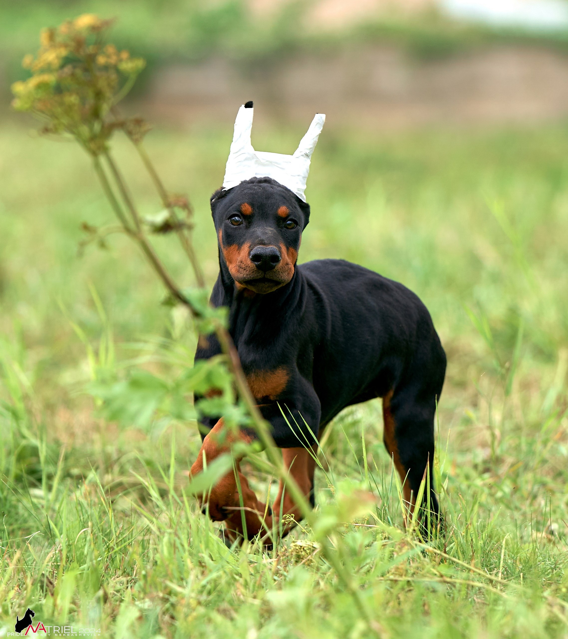 Съемка щенков доберманы