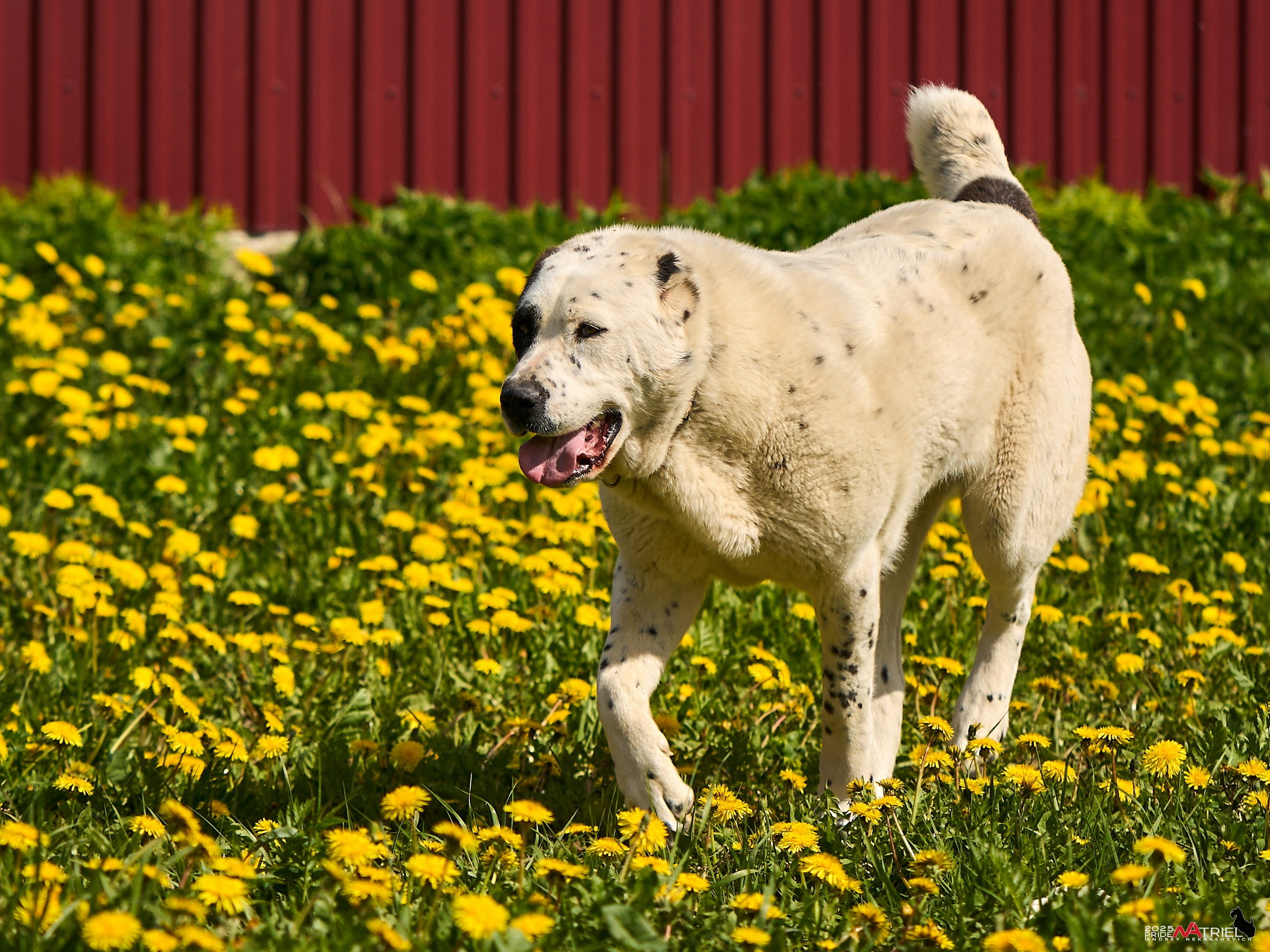 Съемка в питомнике