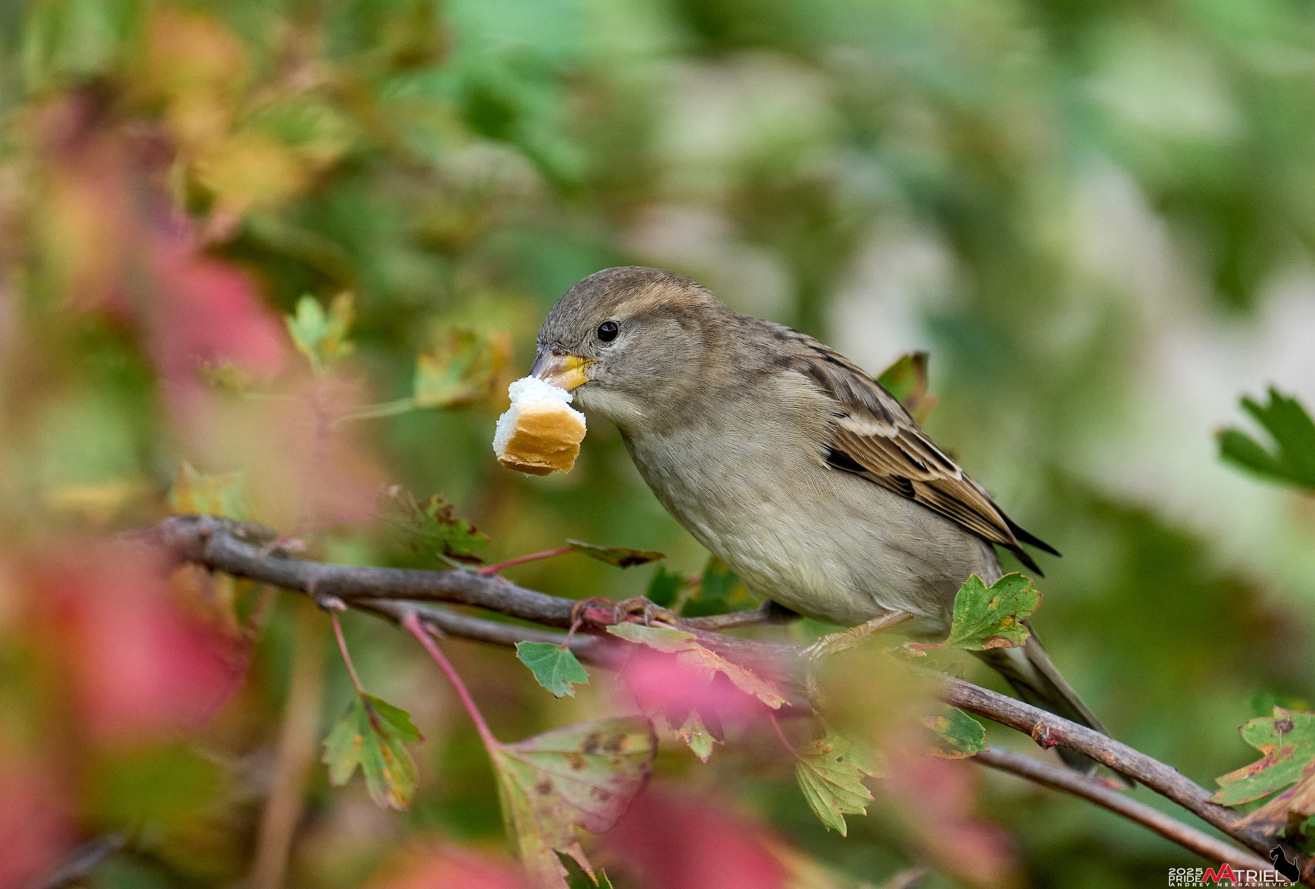 Съемка с объективом Sony 200-600 на камеру Sony A1m2