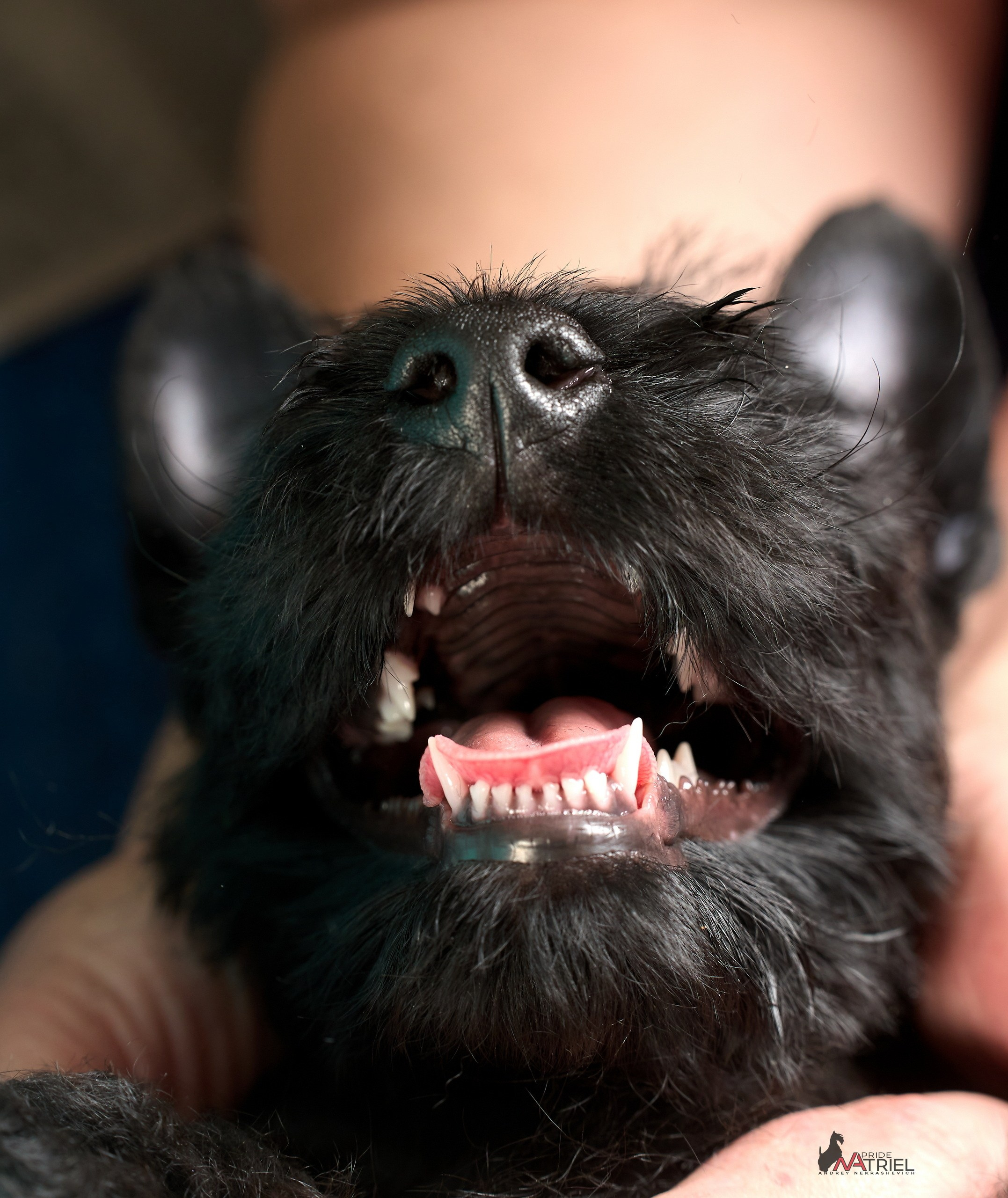 Щенки дома — галерея NATRIEL