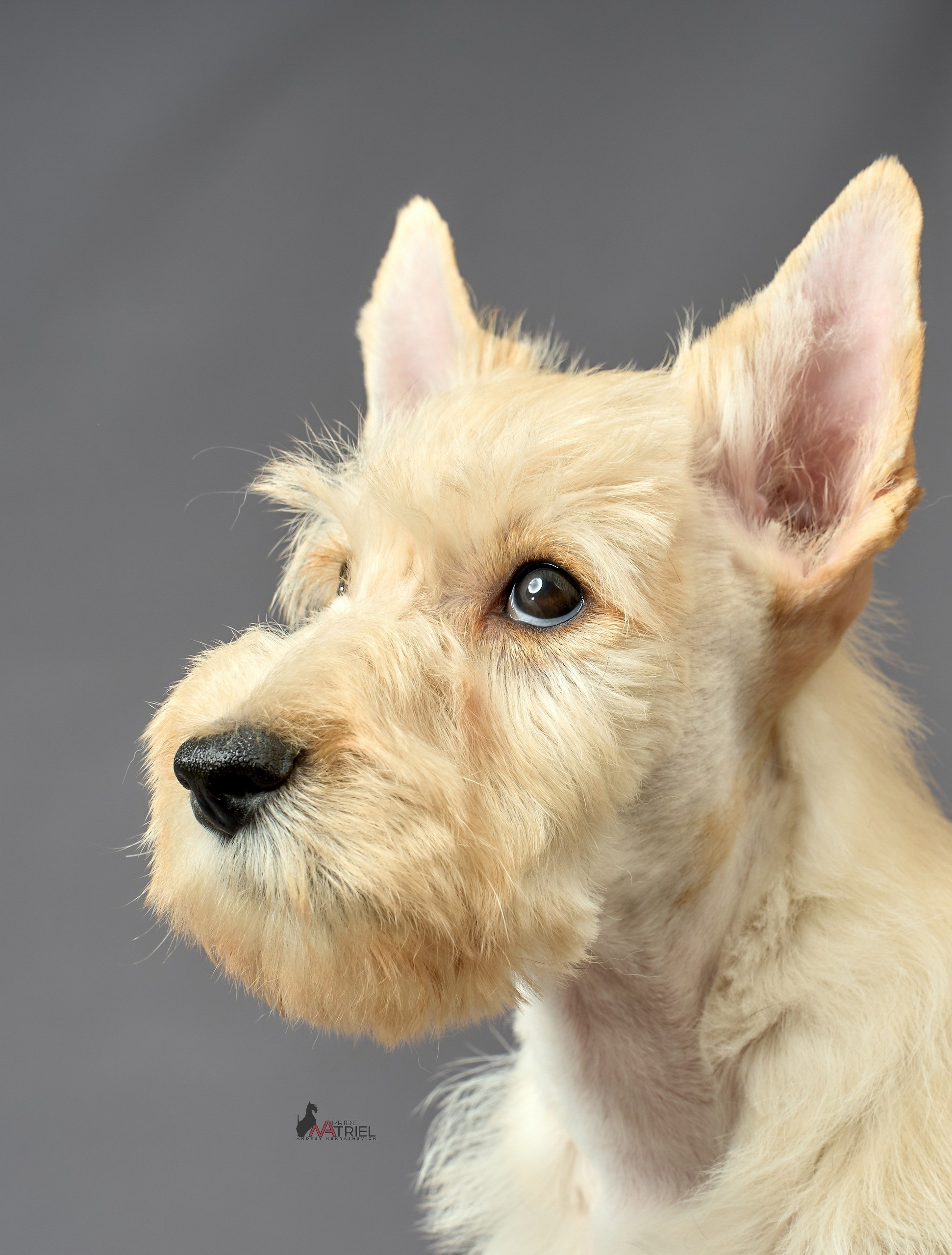 Съемка щенков скотч-терьеров