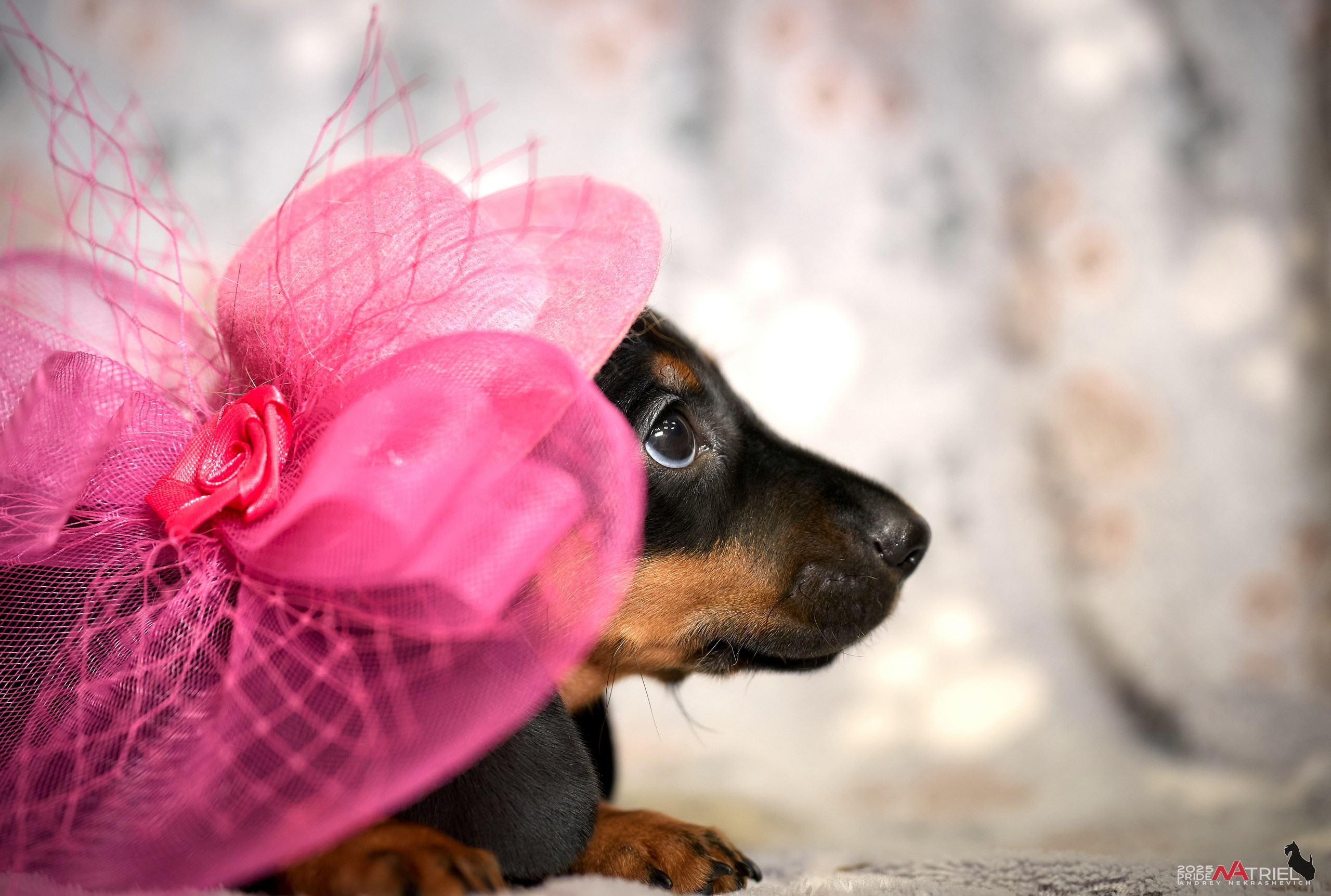 Съемка щенков таксы с мобильным светом