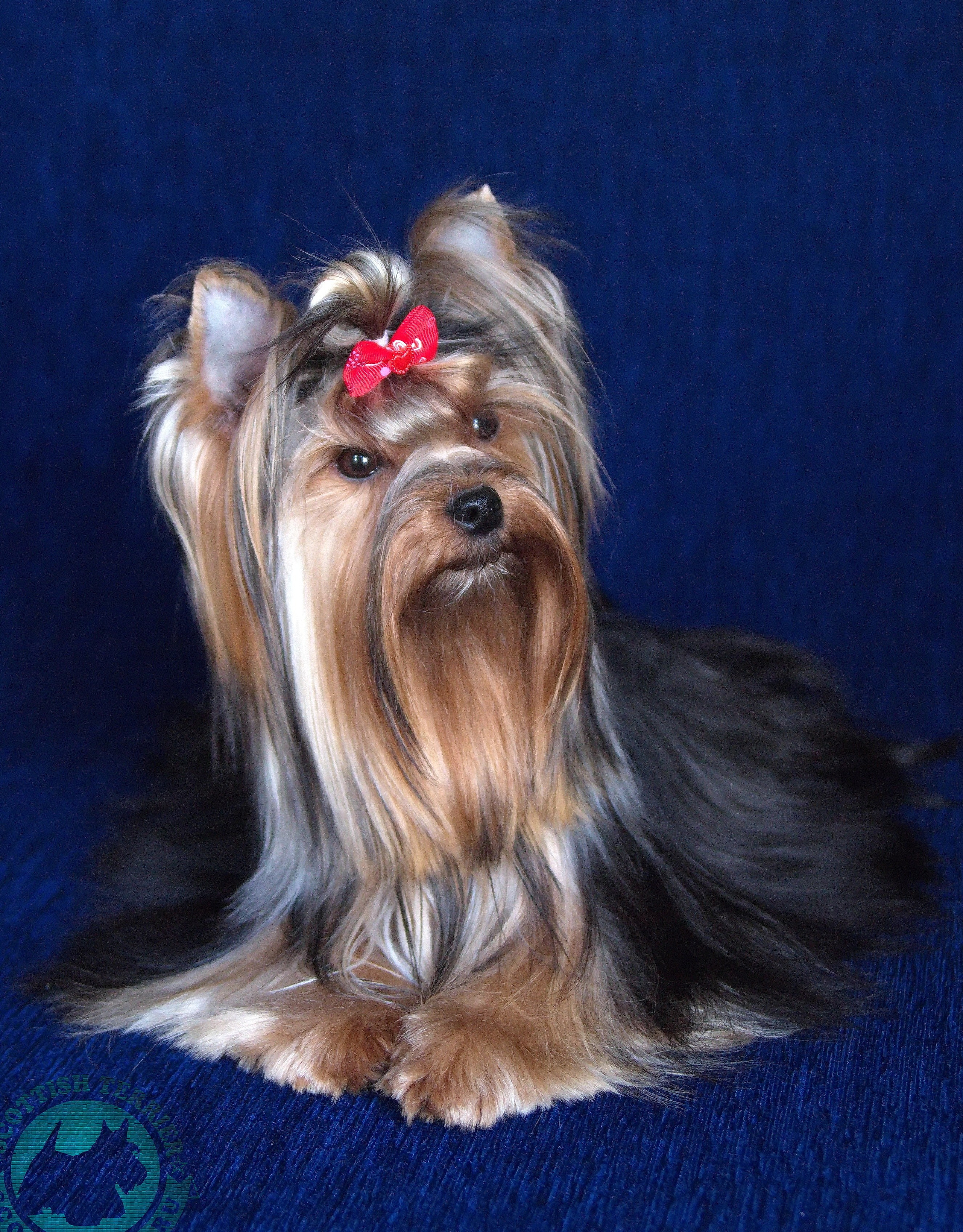 Йоркширский терьер Циля