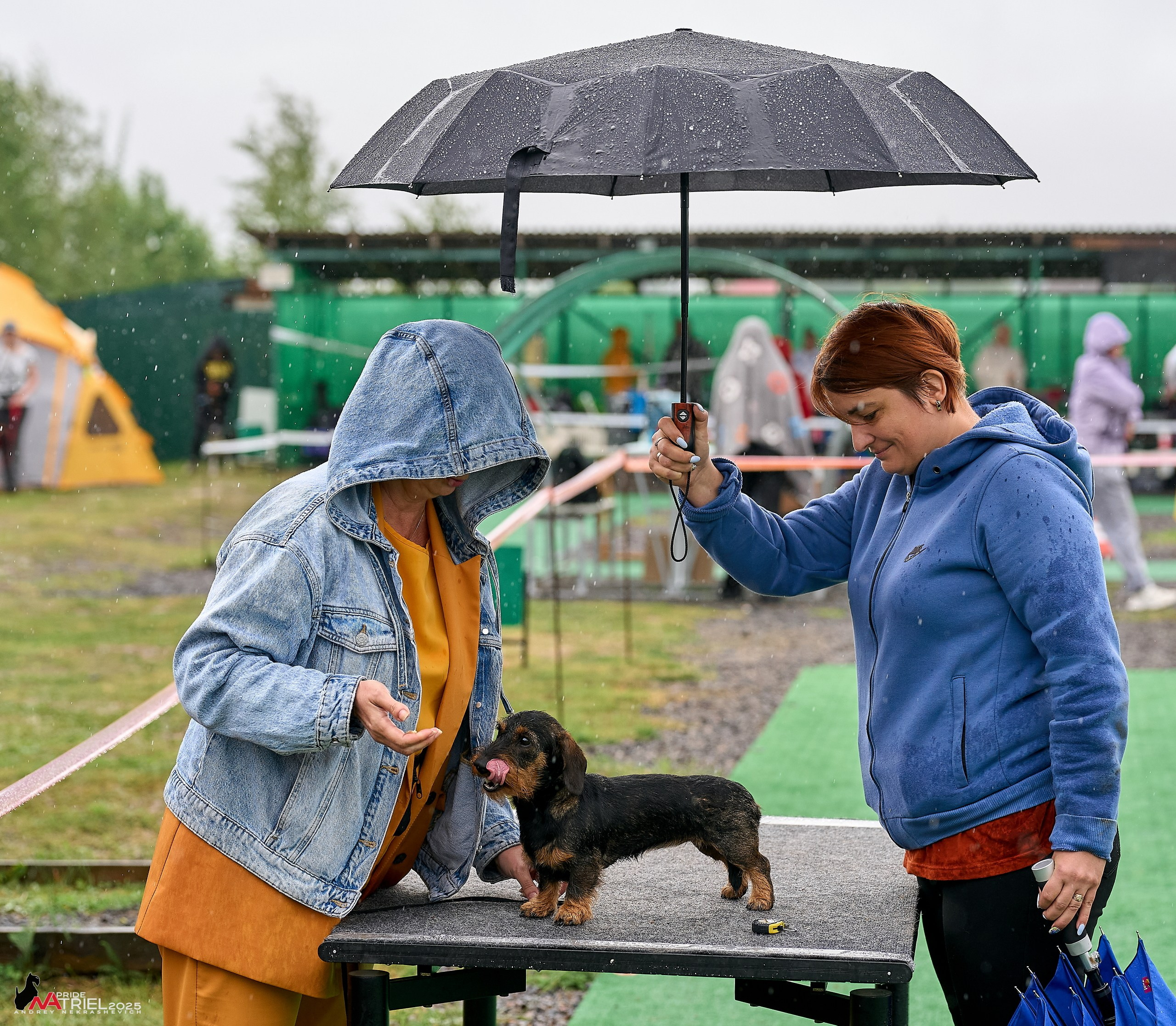 Репортаж с выставки собак