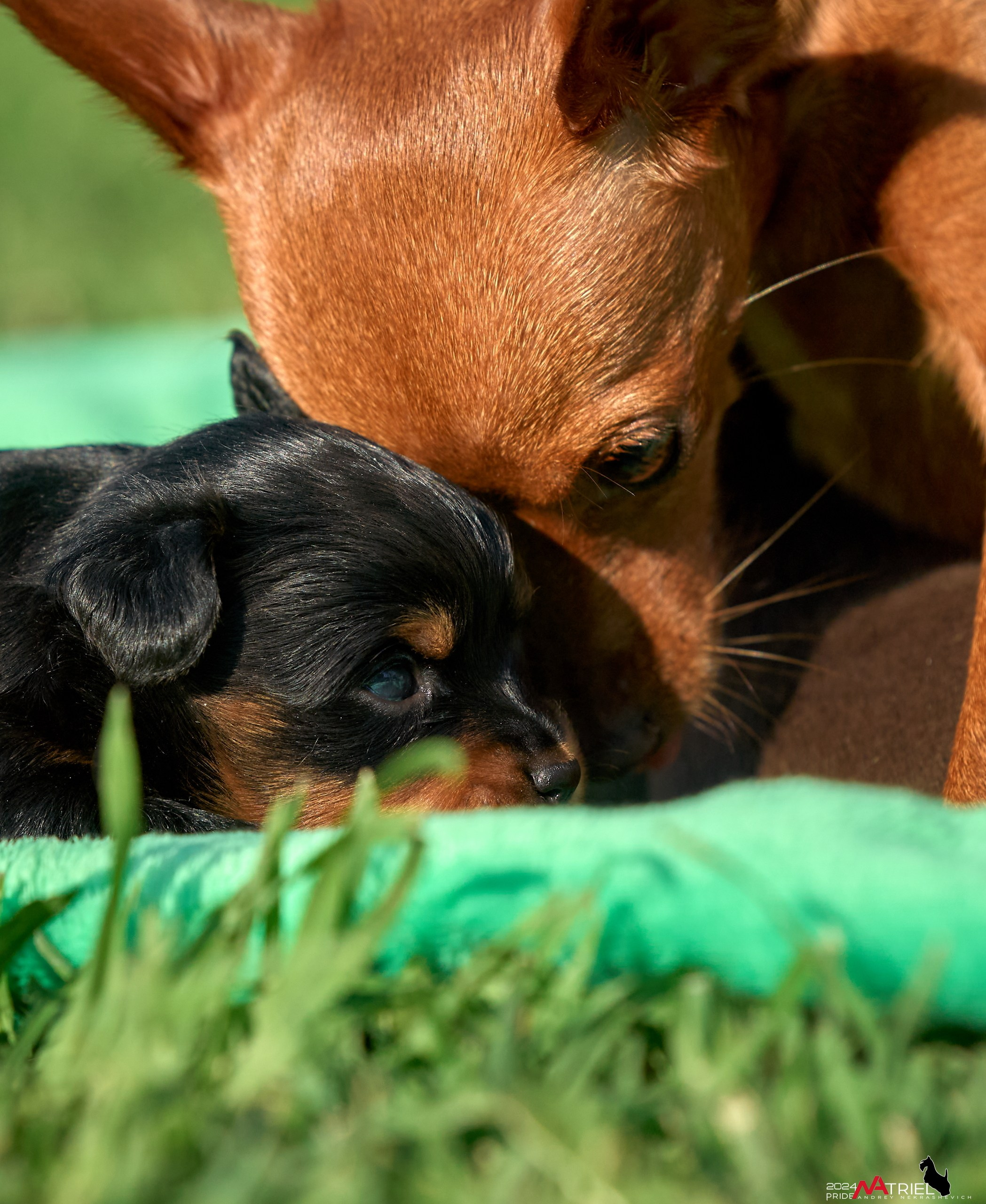 Фотопрогулка с крысариками