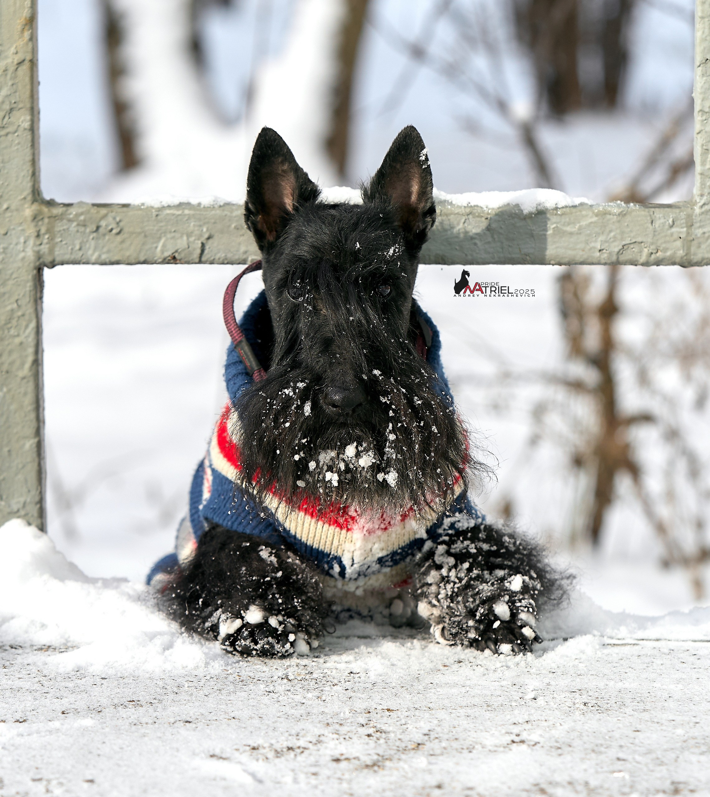 Фотопрогулка с моими собаками на снегу