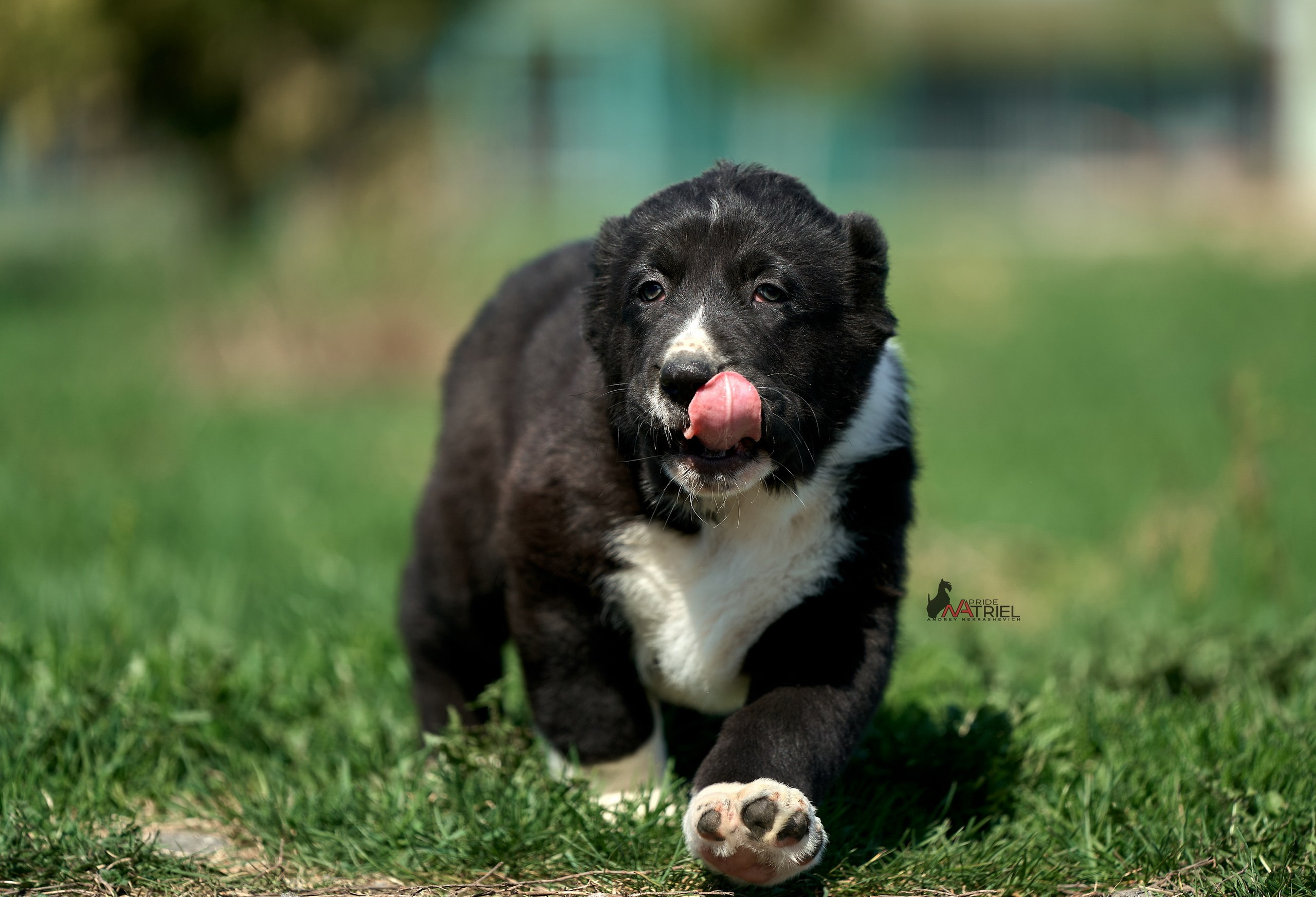 Среднеазиаты — щенки и взрослые