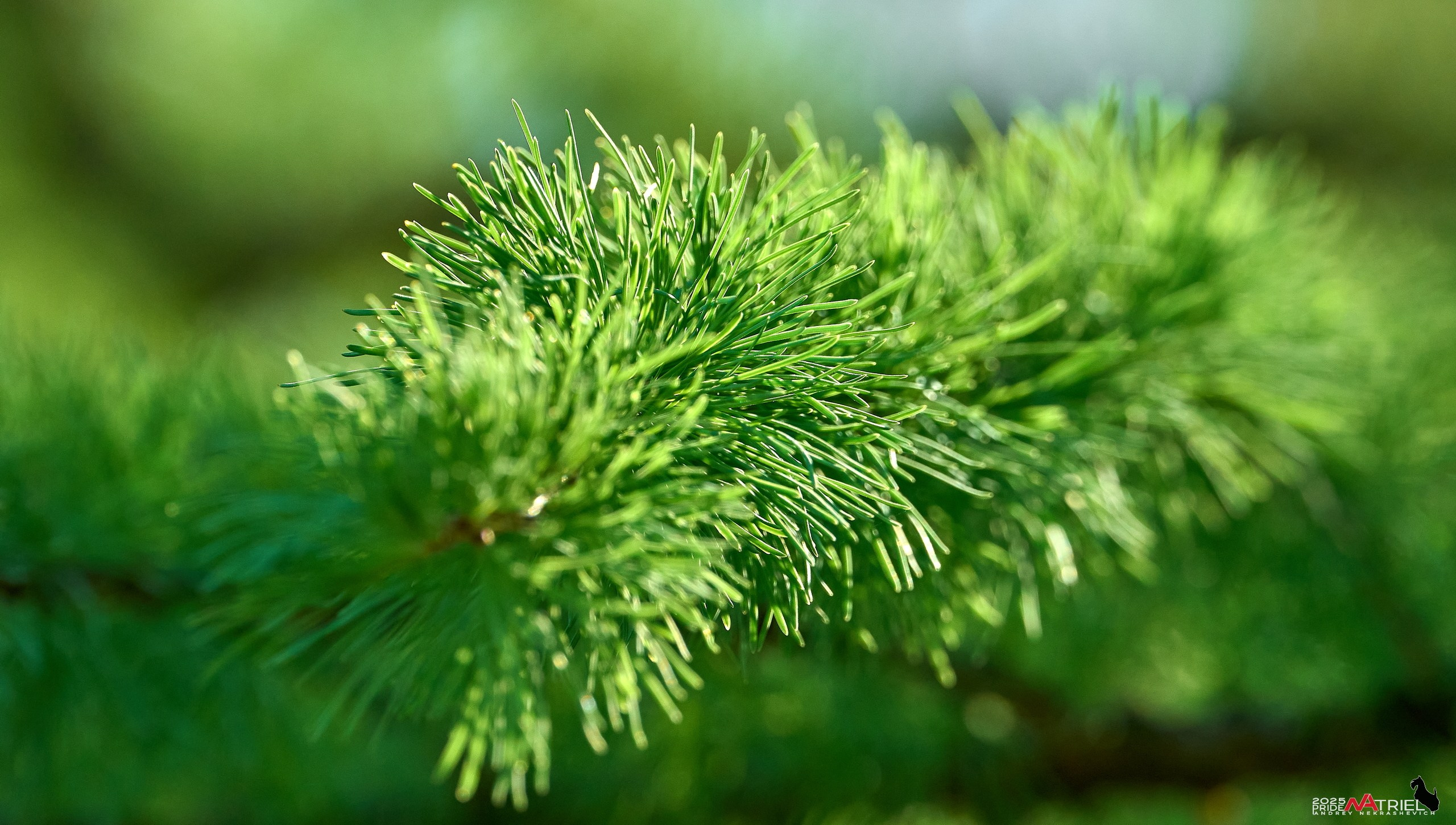 Природа в апреле. Всё в цветении!