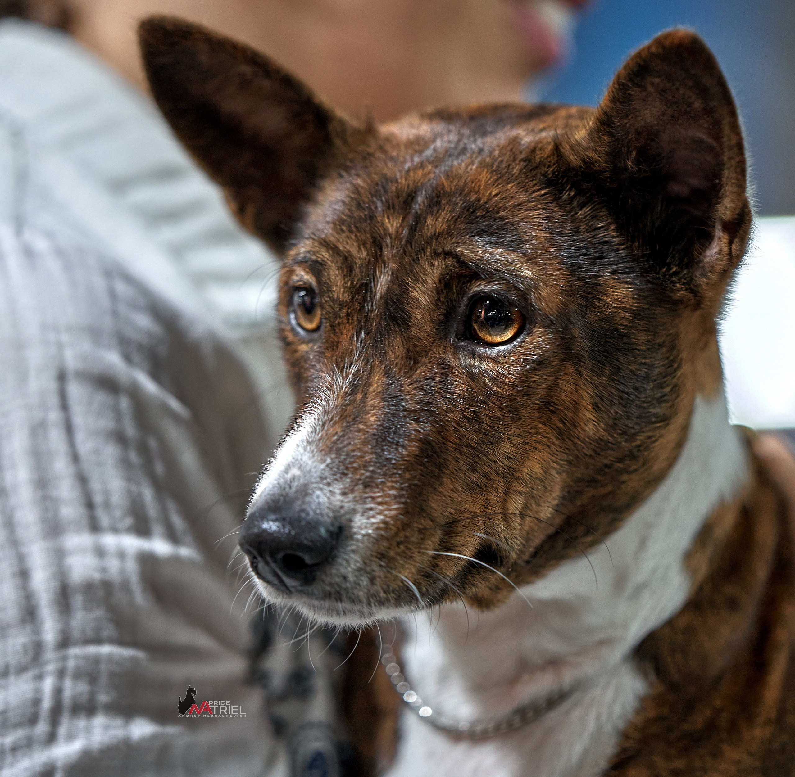 Картинки с выставки — галерея NATRIEL