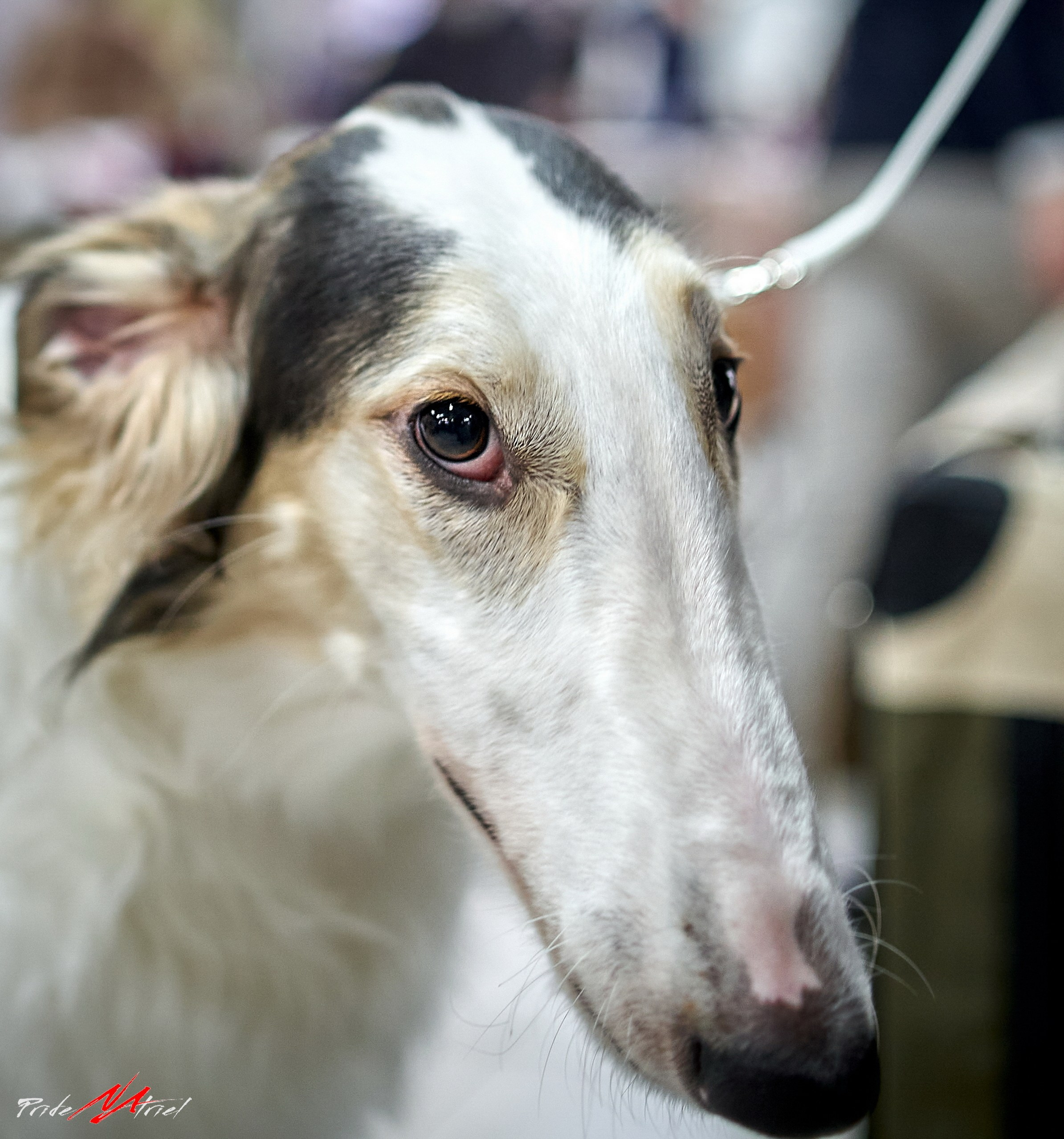 Портреты собак — галерея NATRIEL