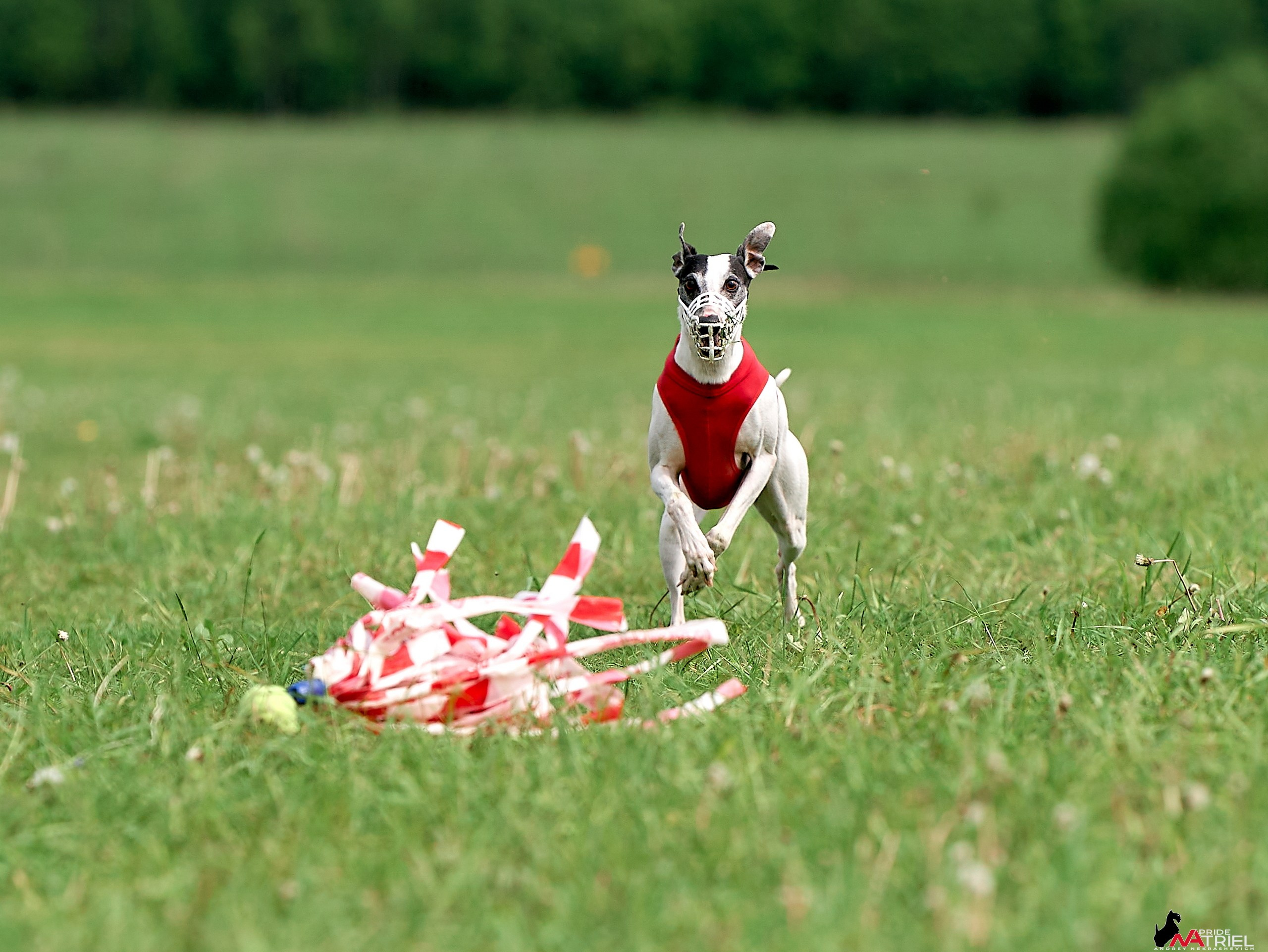 Съемка курсинг — галерея NATRIEL
