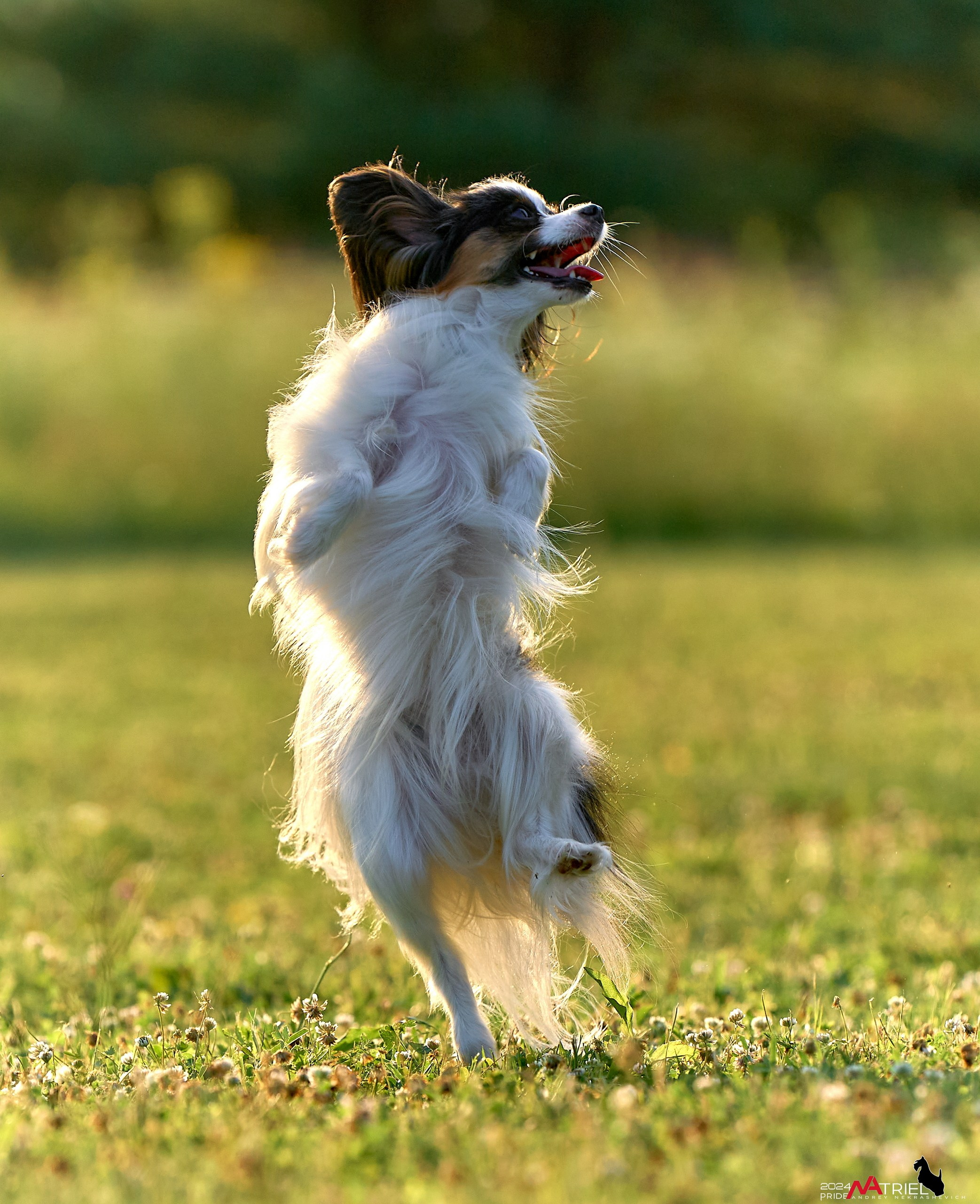 Репортаж из кинологического лагеря
