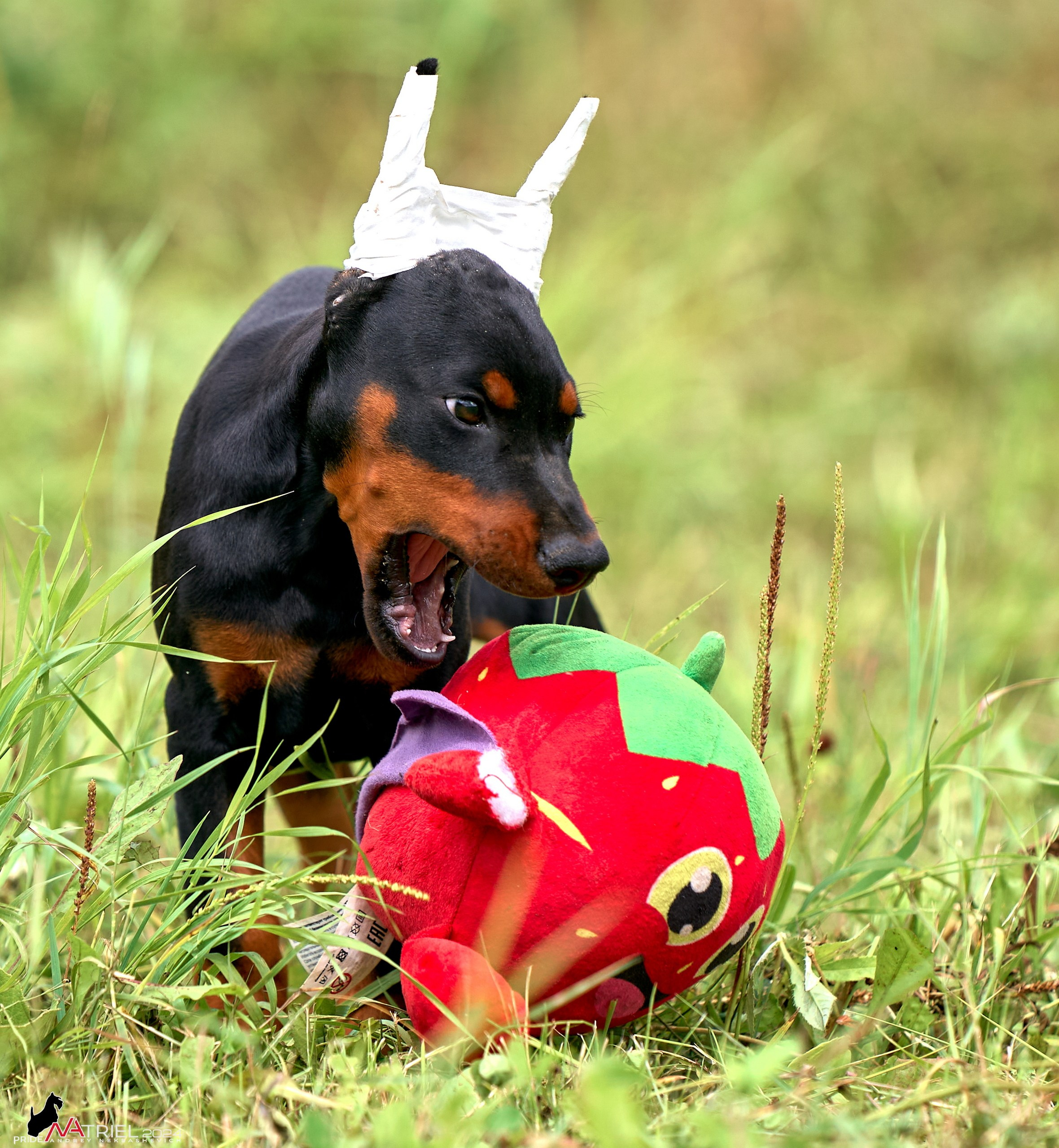 Съемка щенков доберманы