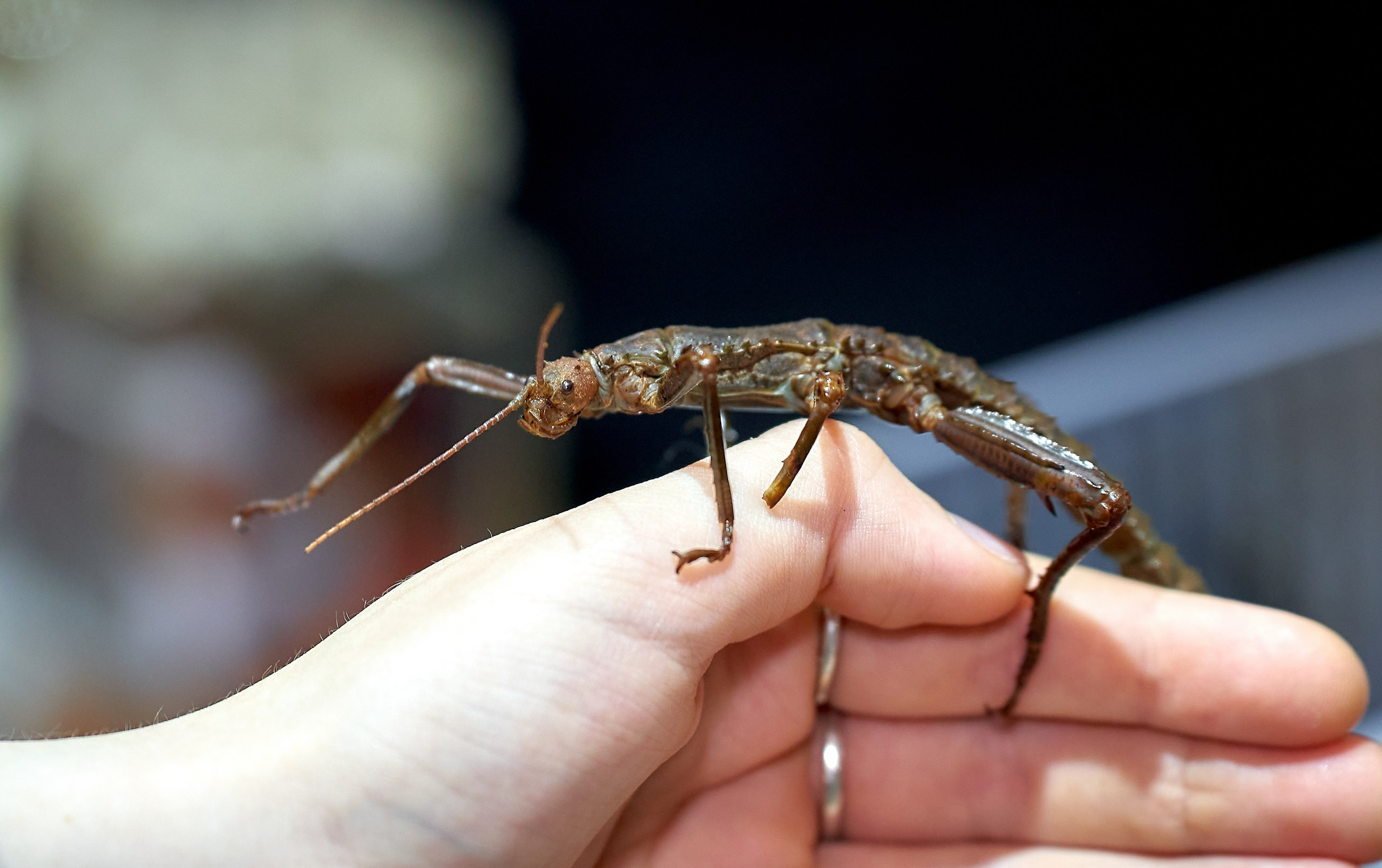 Рептилии — галерея NATRIEL