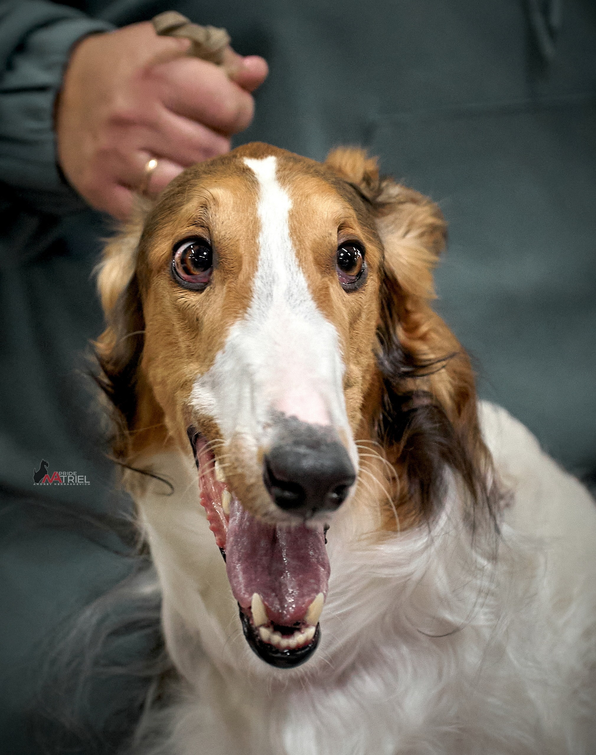 Картинки с выставки — галерея NATRIEL