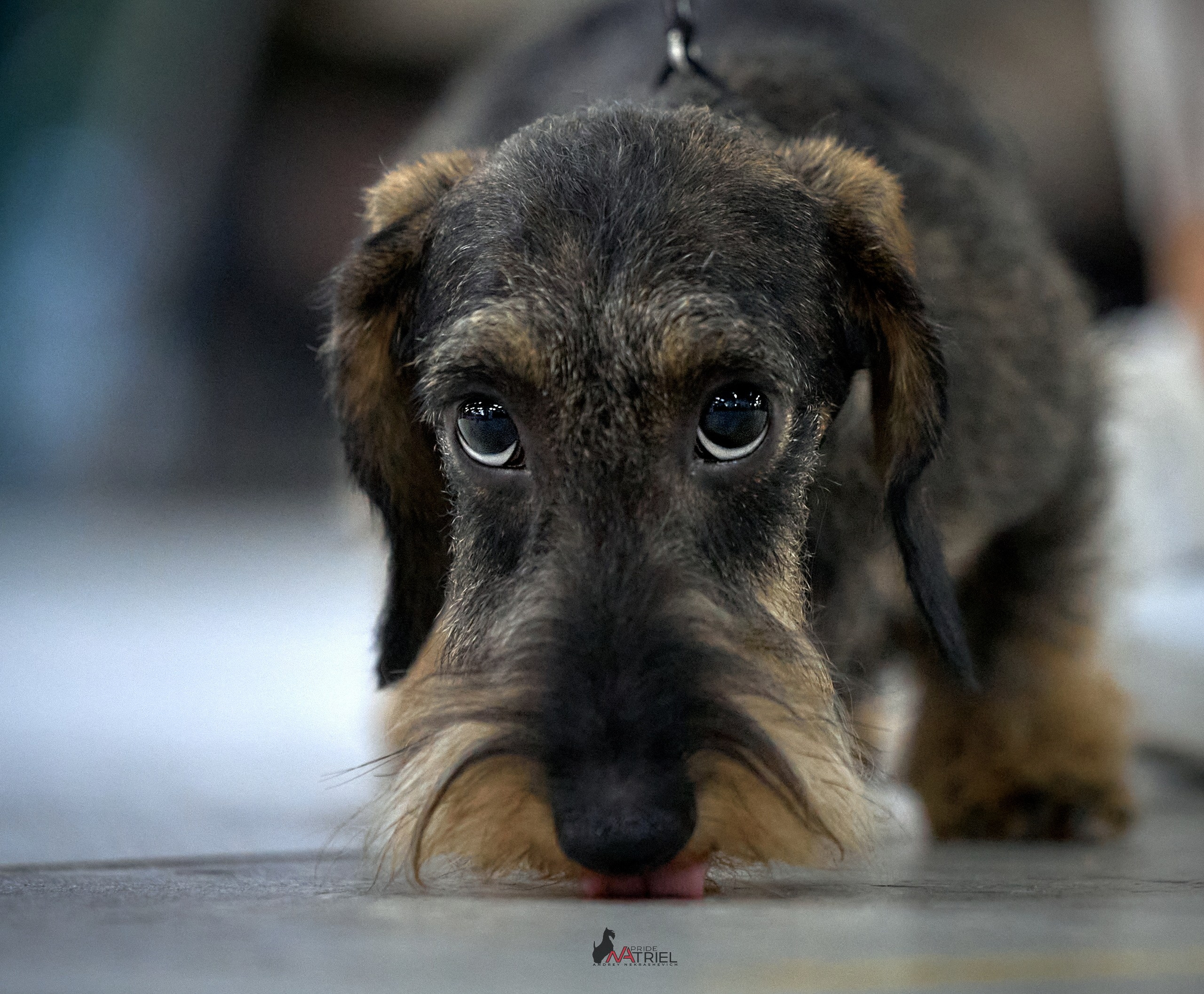 Портреты собак — галерея NATRIEL