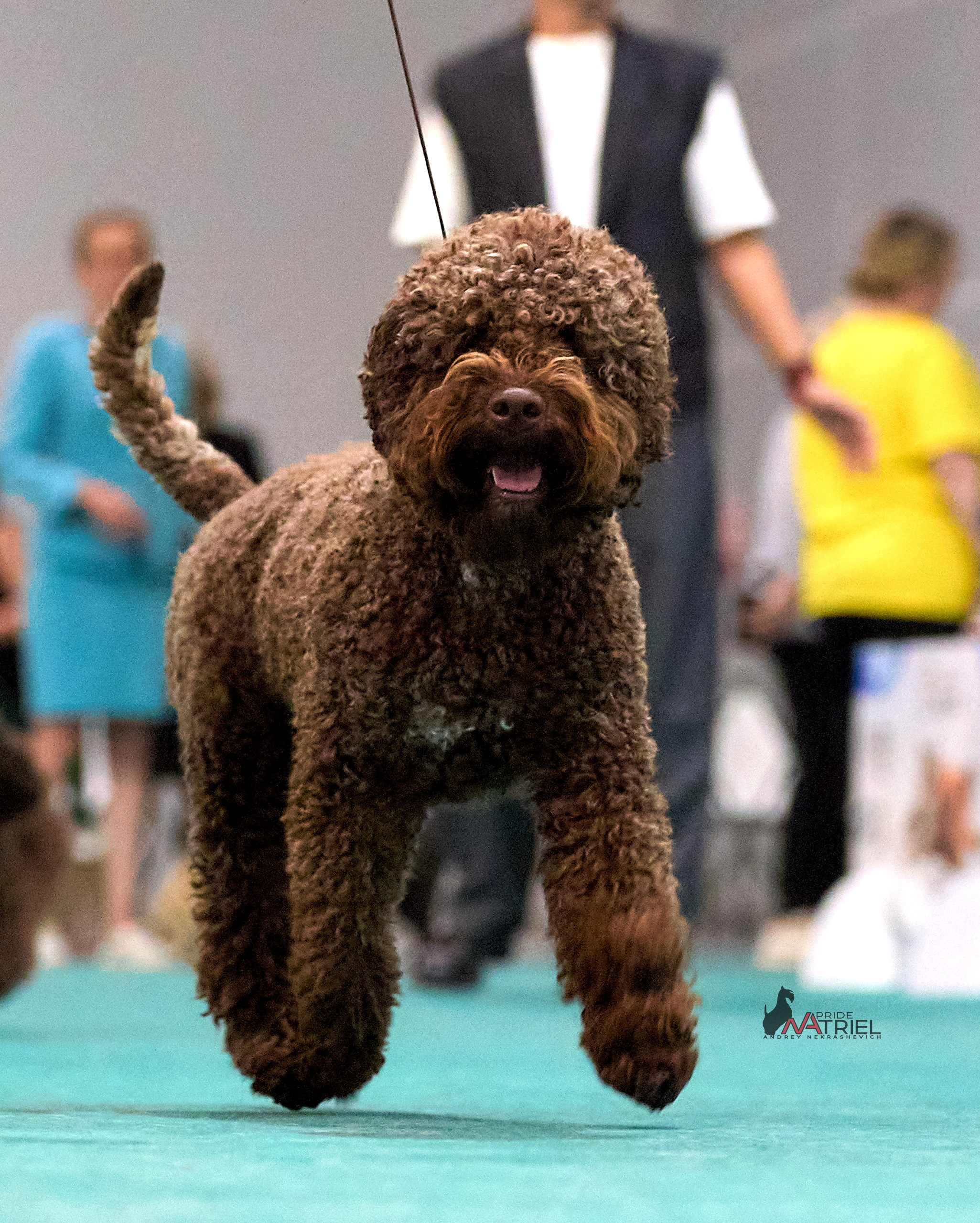 Работа в рингах — галерея NATRIEL