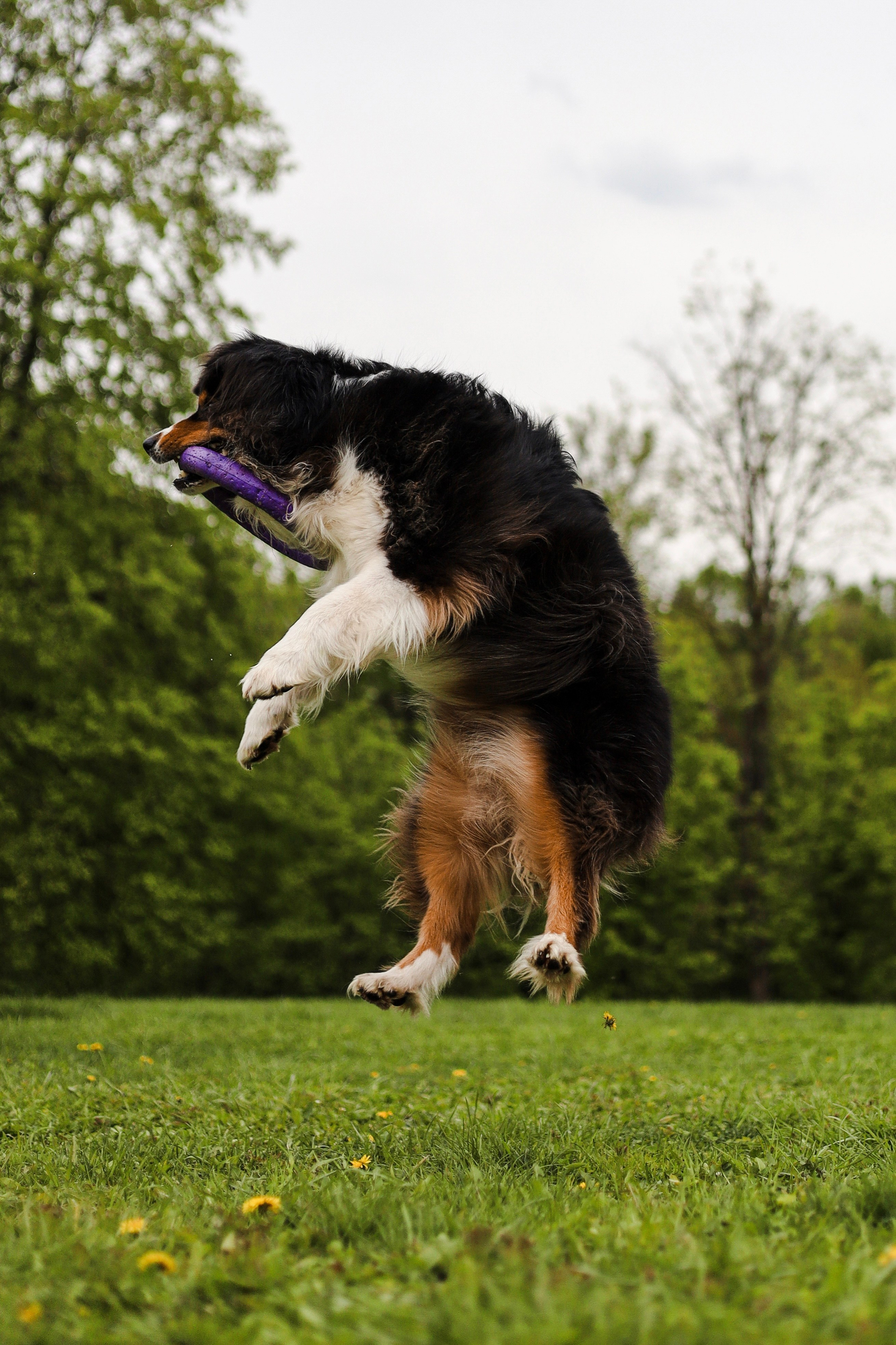 Келли и Света. Фотограф-анималист Ксения Шевцова|Москва