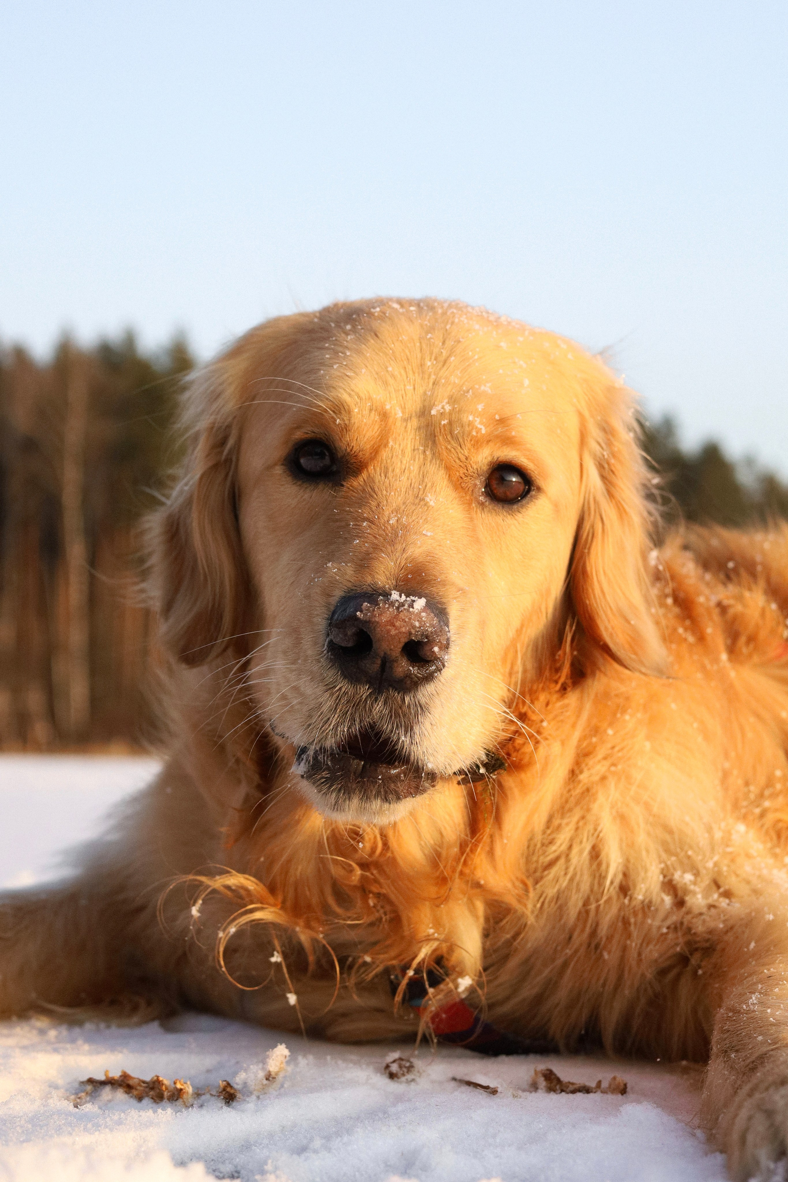 Лёва и Катя. Фотограф-анималист Ксения Шевцова|Москва