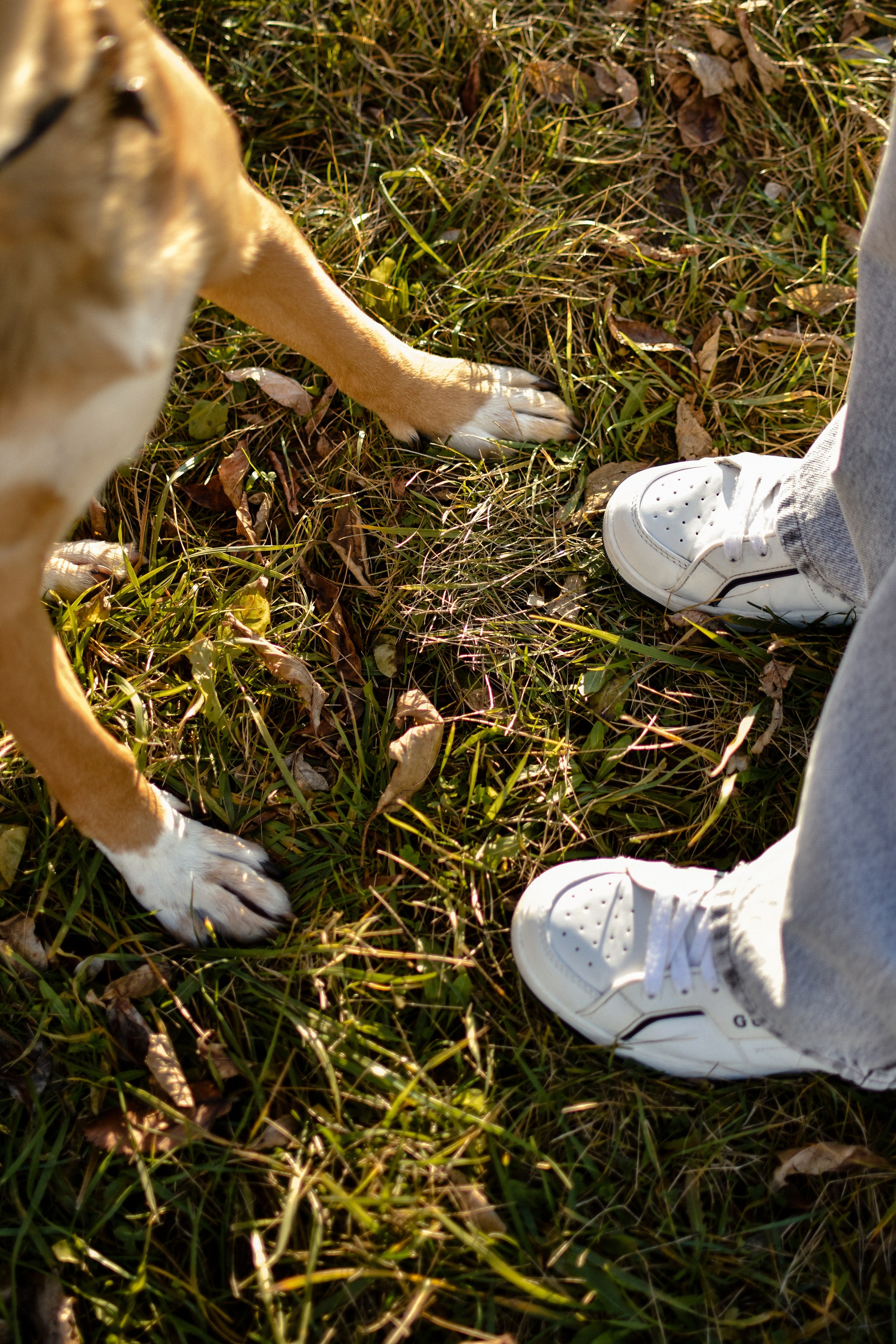 Ричард и Алёна. Фотограф-анималист Ксения Шевцова|Москва