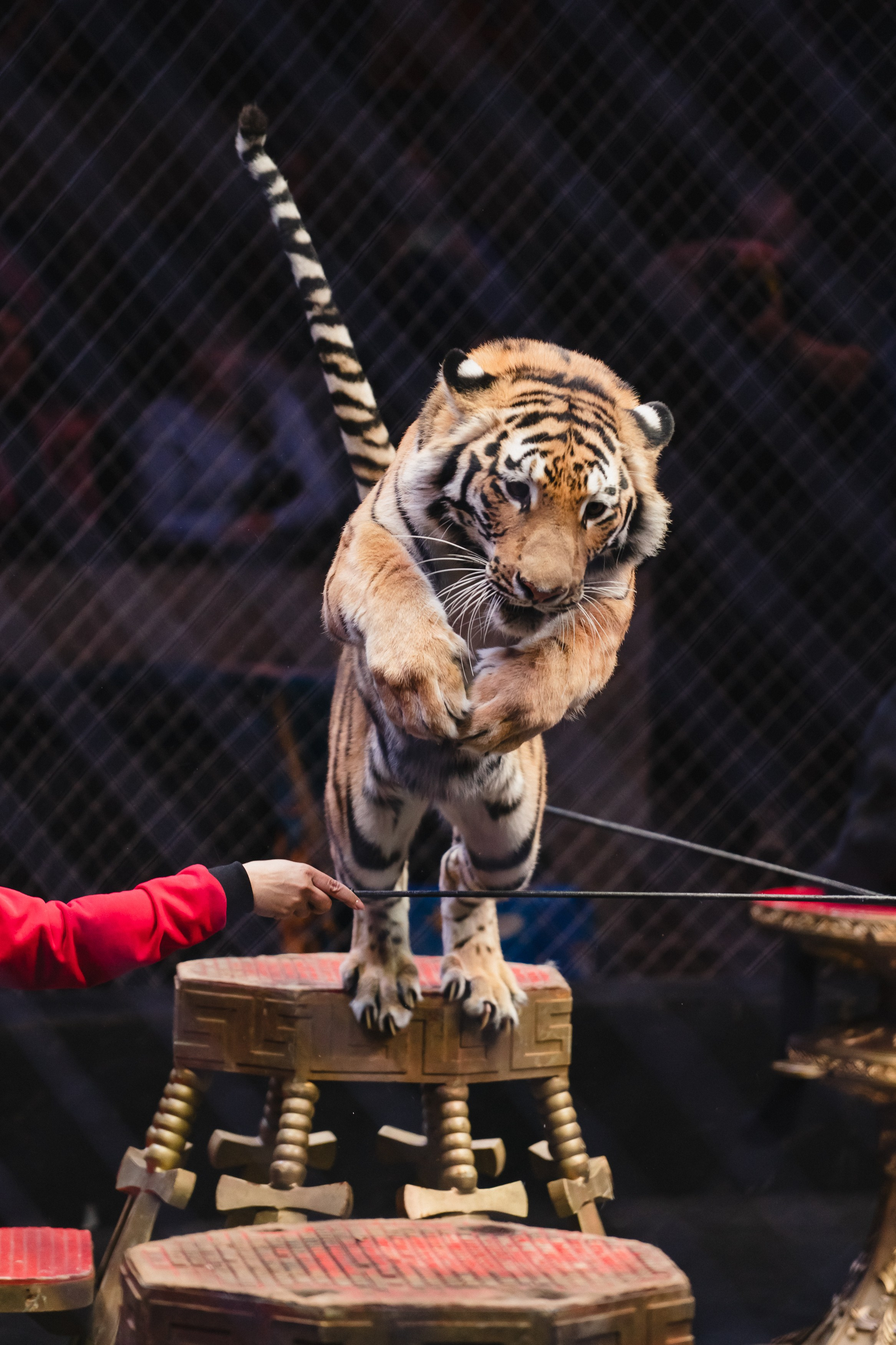 5 Континентов — Открытая репетиция. Воробьева Ксения — Спортивный и танцевальный фотограф Новосибирск