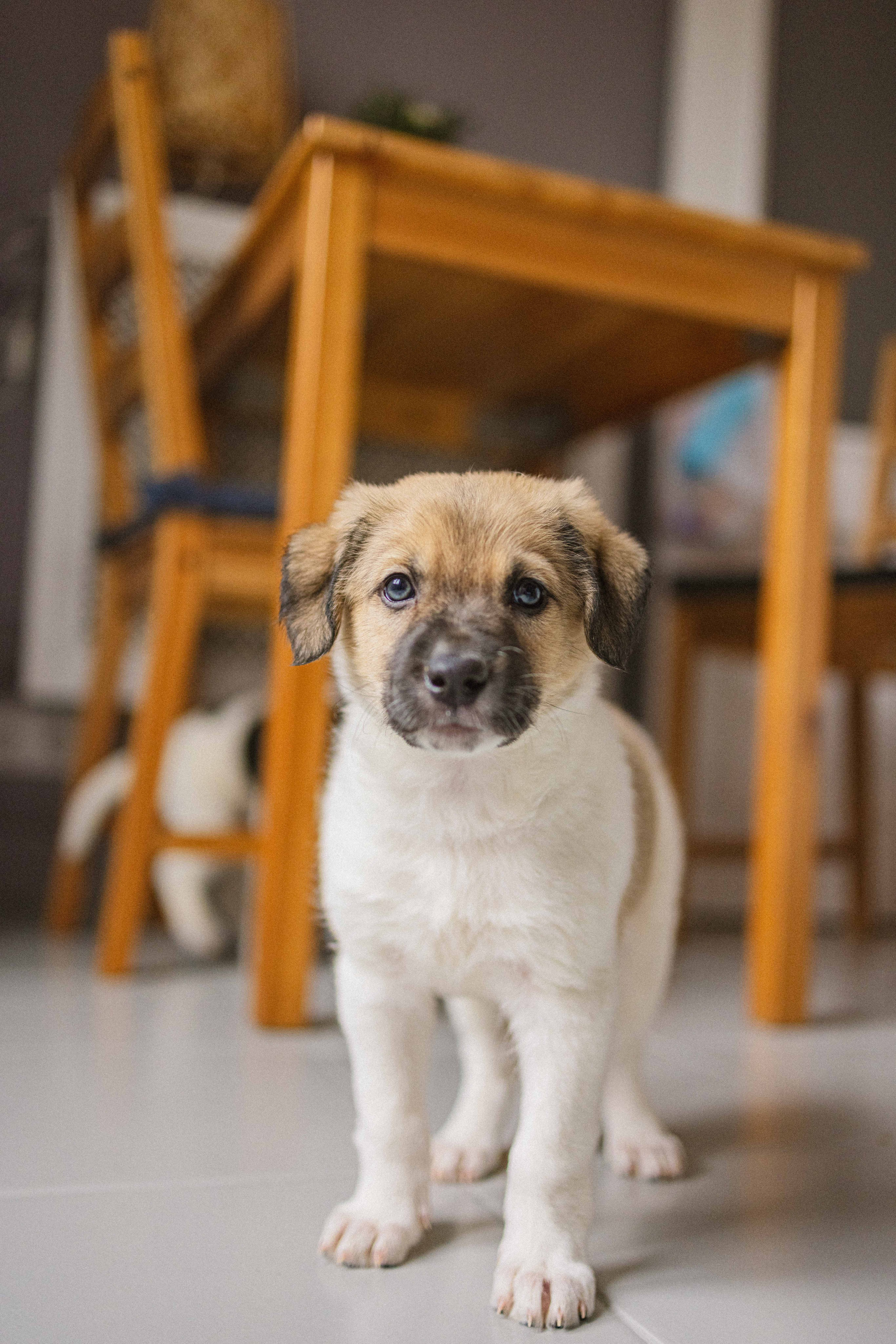 Щеночки. Фотограф-анималист в Москве Лера Черноног