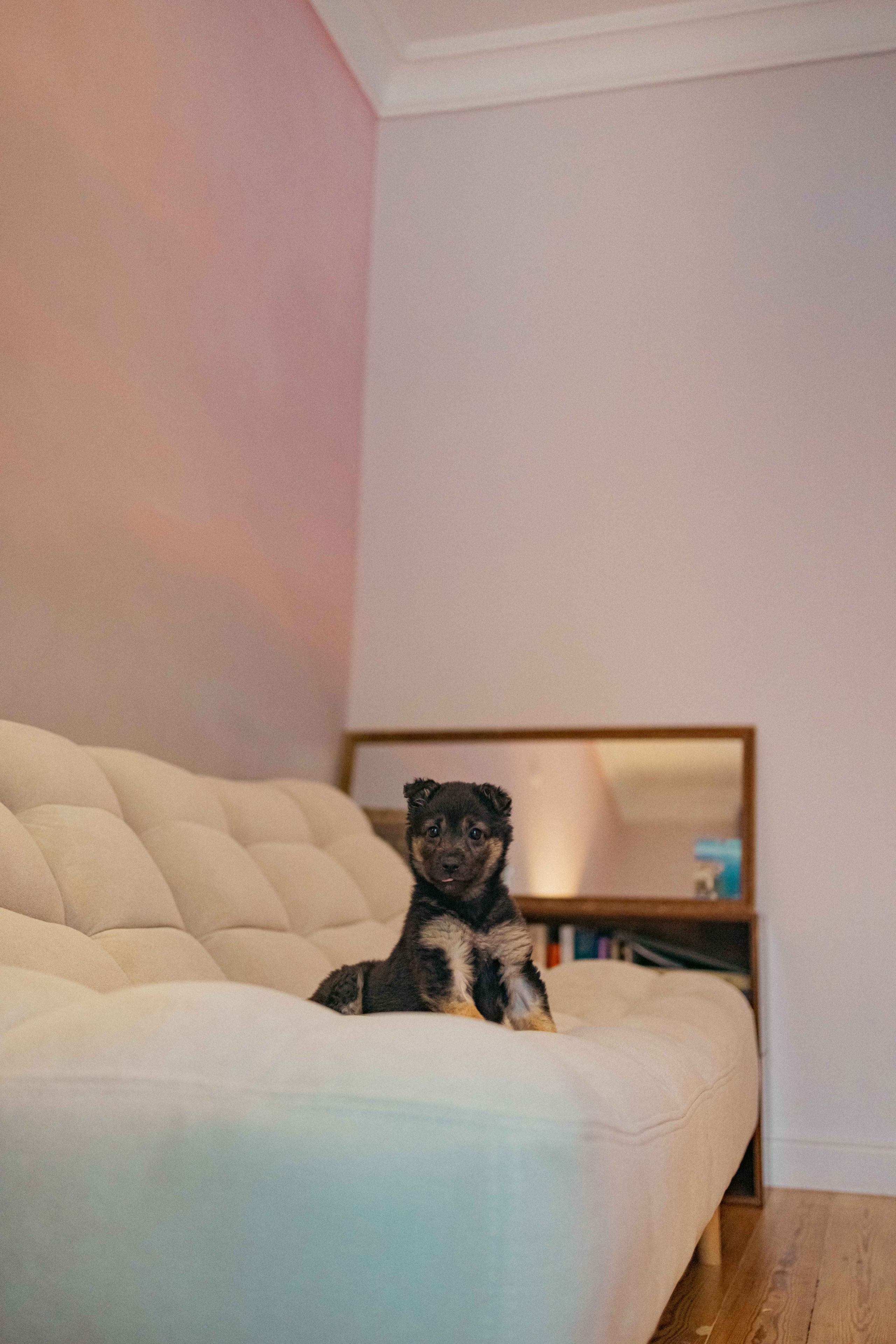 Пеппа. Фотограф-анималист в Москве Лера Черноног