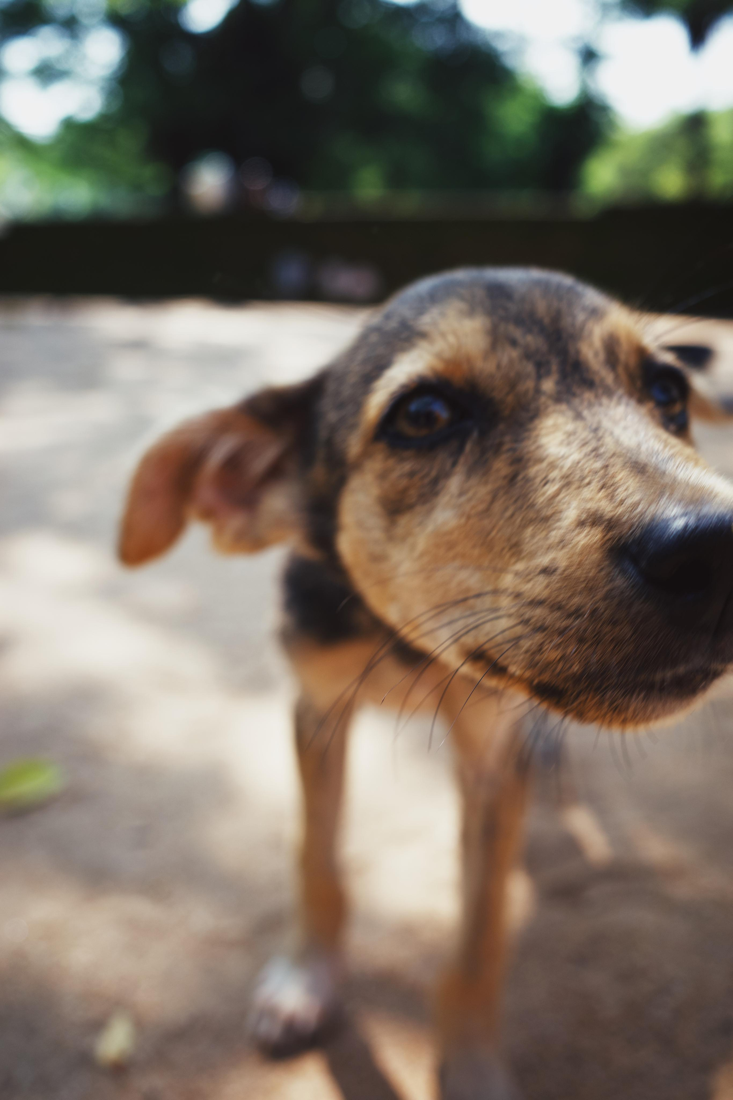 Sri-Lanka. Фотограф в Москве Светлана Некрасова