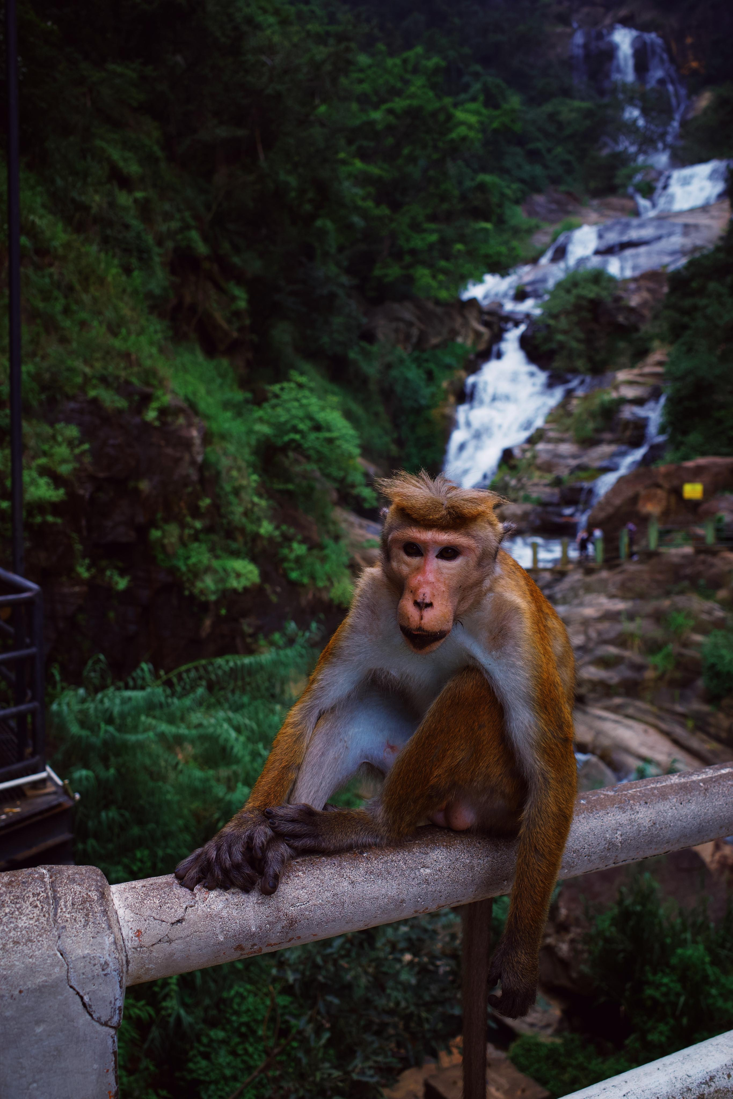 Sri-Lanka. Фотограф в Москве Светлана Некрасова