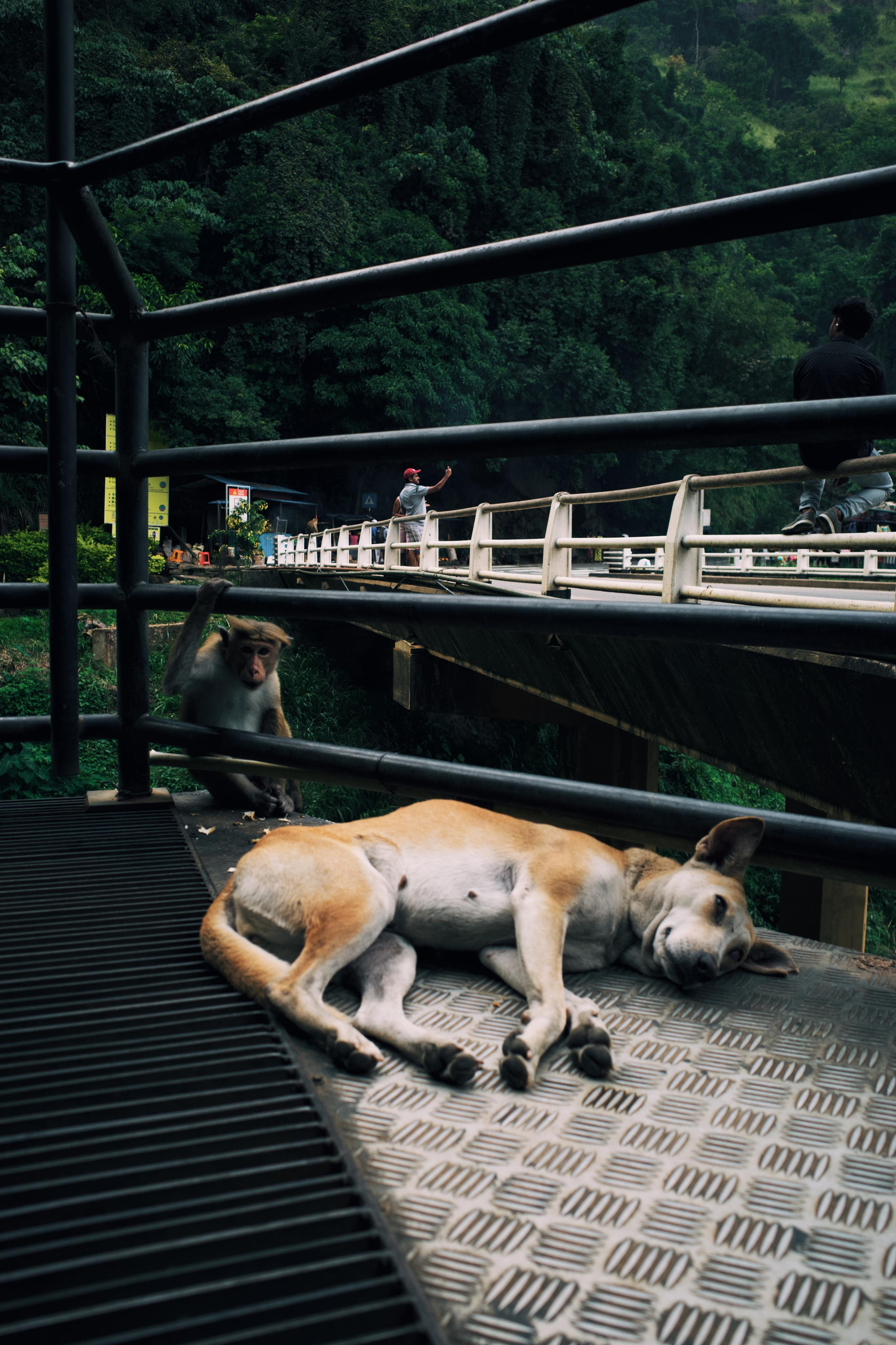 Sri-Lanka. Фотограф в Москве Светлана Некрасова