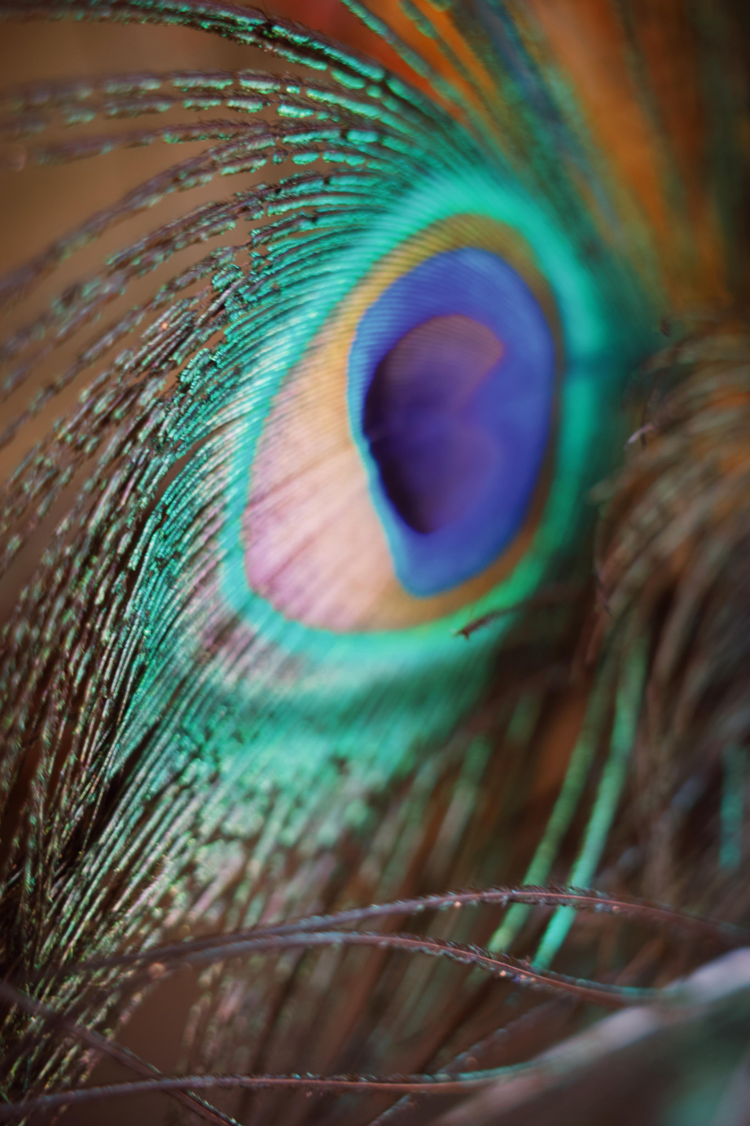 Sri-Lanka. Фотограф в Москве Светлана Некрасова