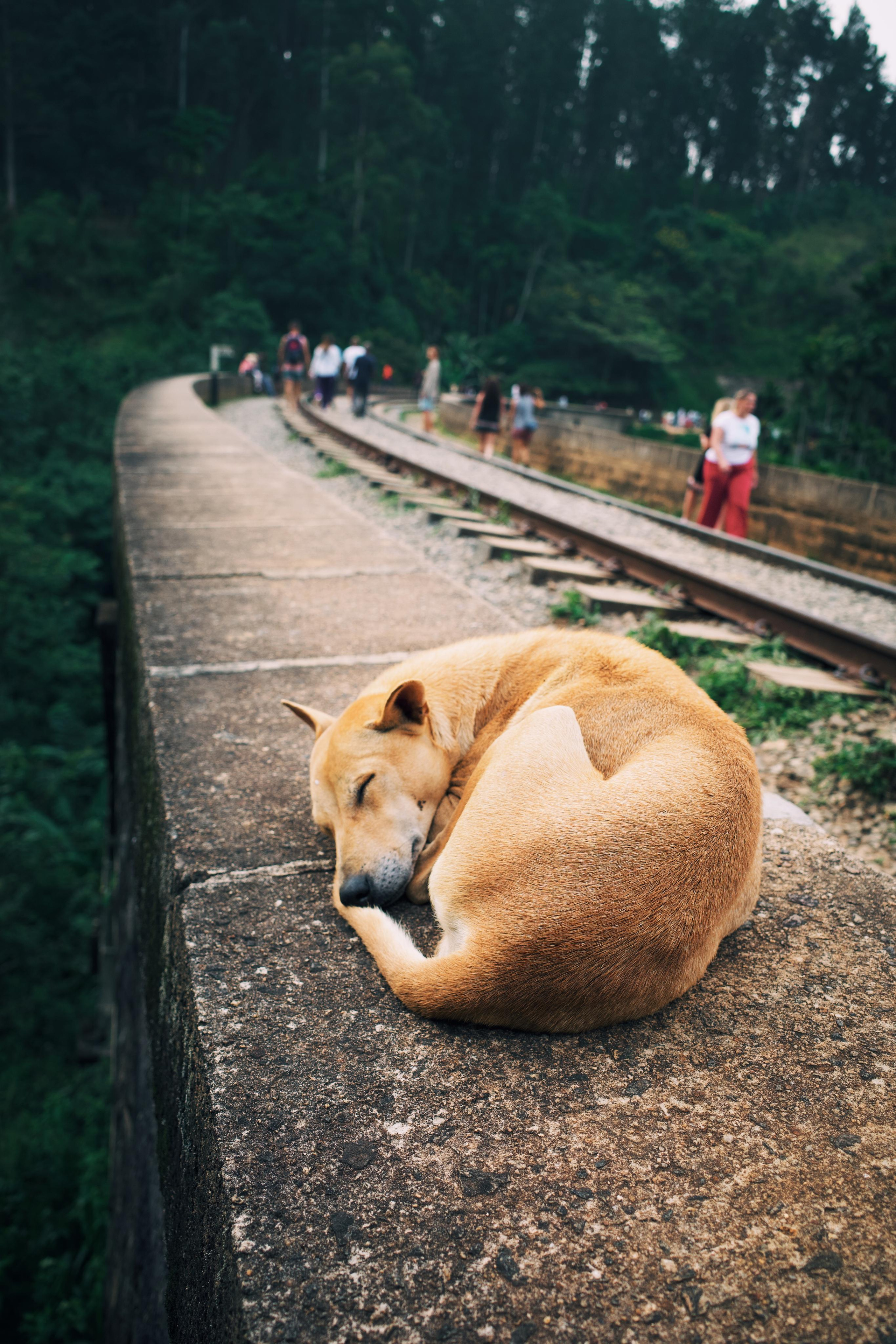 Sri-Lanka. Фотограф в Москве Светлана Некрасова