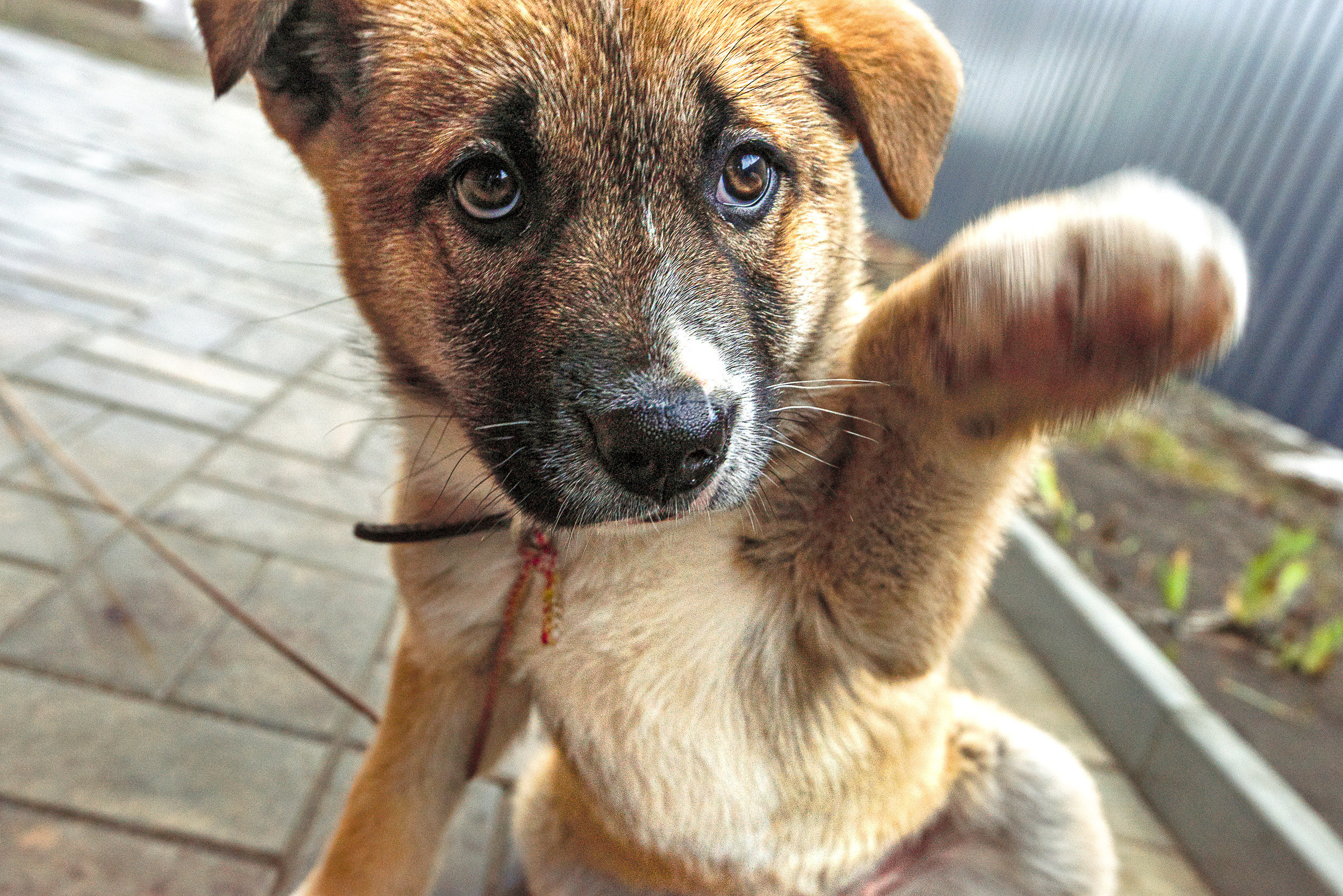 Питомцы. Интерьерный фотограф. Фото- видеосъемка недвижимости Санкт-Петербург
