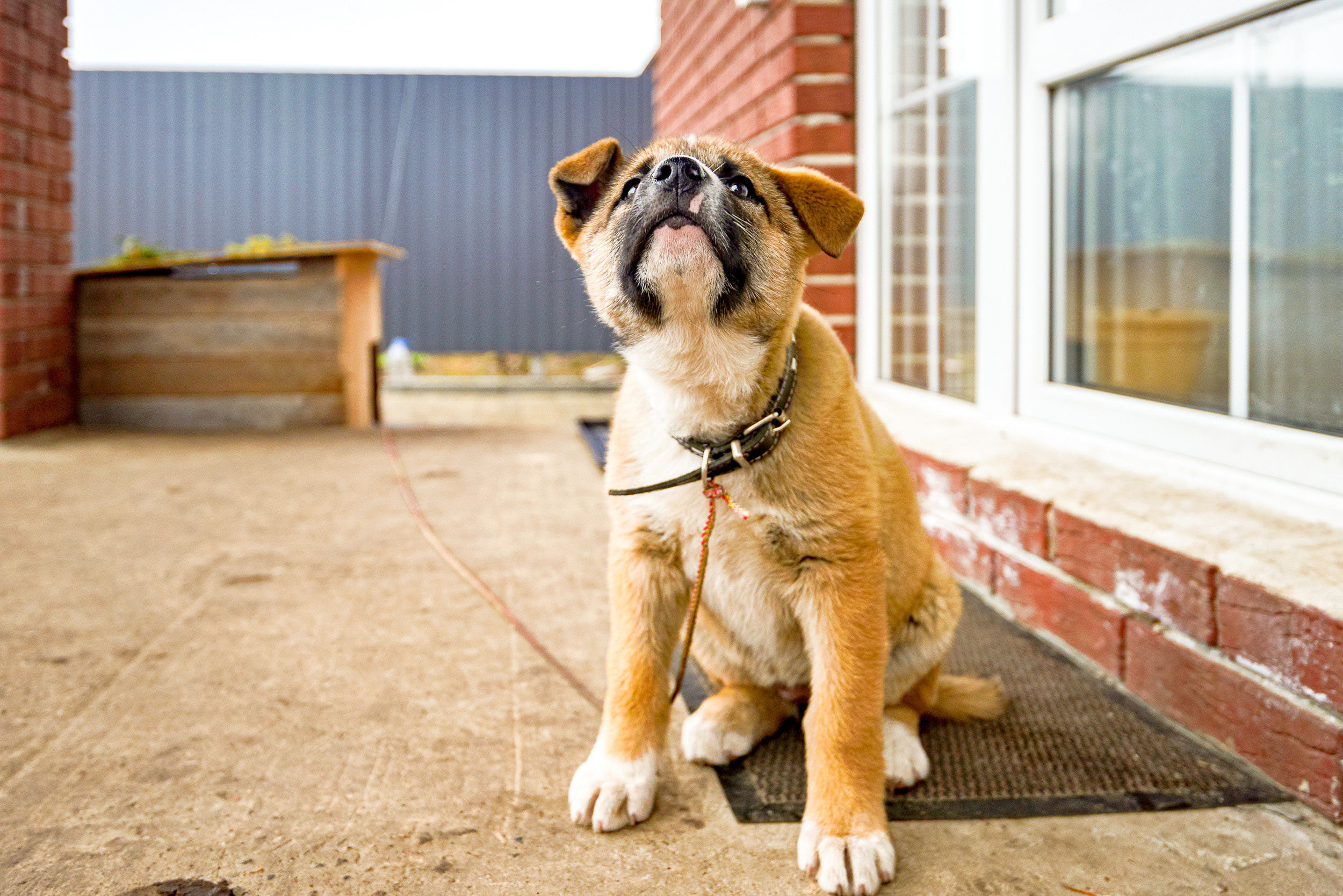 Питомцы. Интерьерный фотограф. Фото- видеосъемка недвижимости Санкт-Петербург