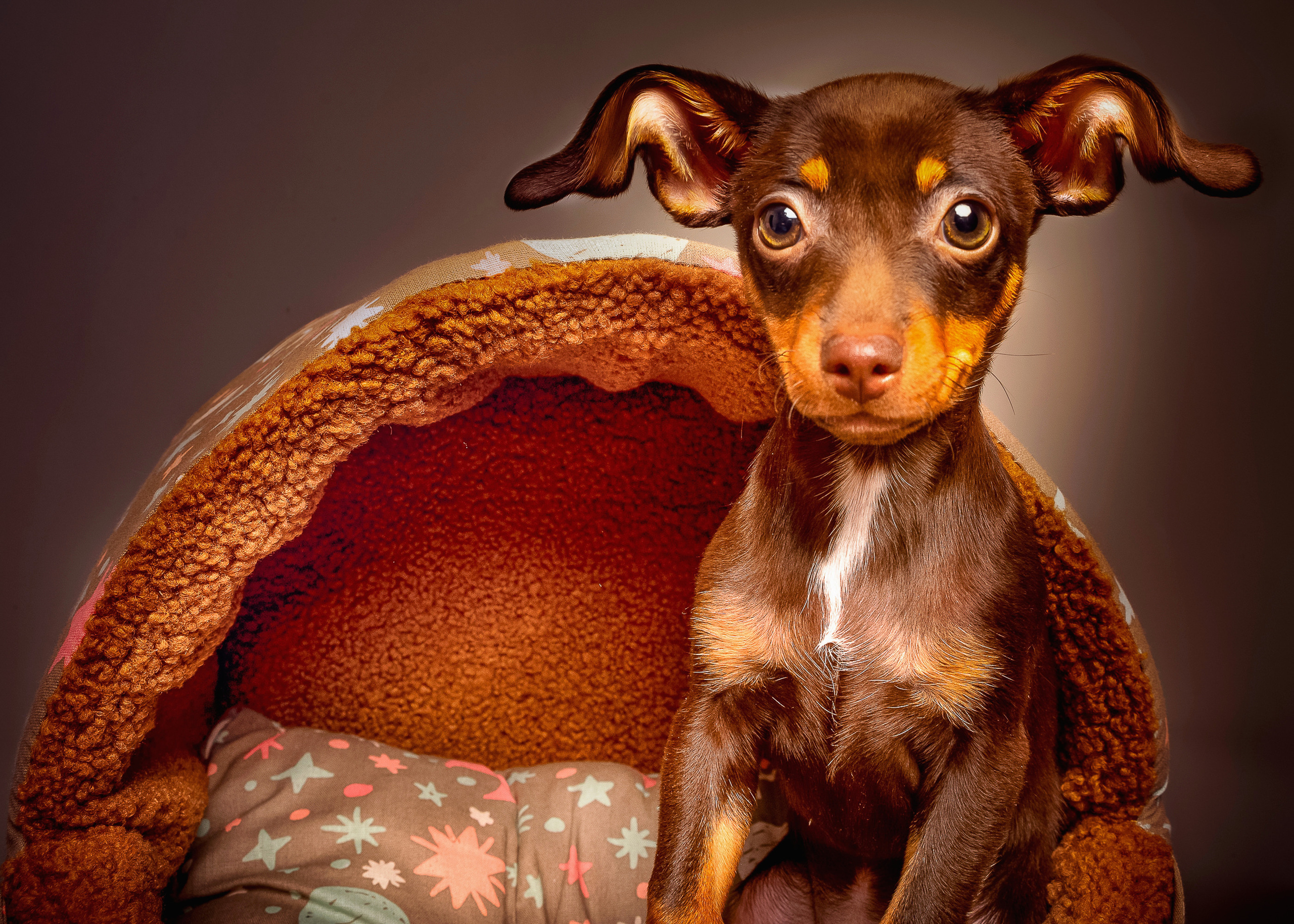 Питомцы. Интерьерный фотограф. Фото- видеосъемка недвижимости Санкт-Петербург