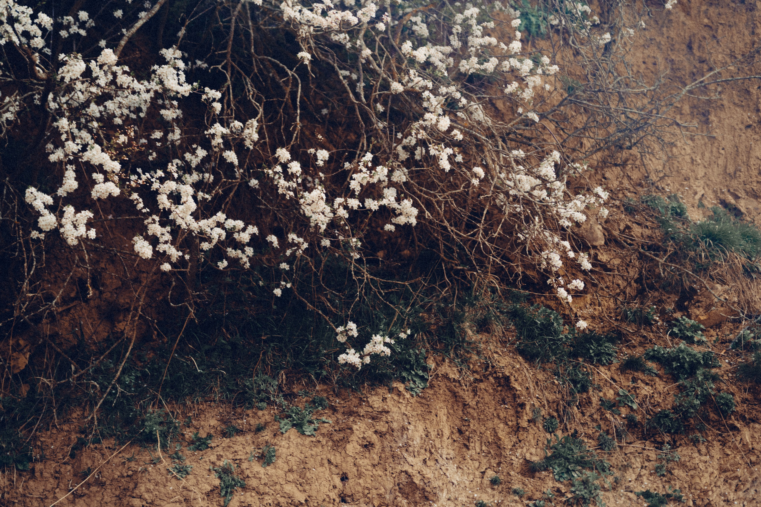 Botanical. Портретный и свадебный фотограф в Москве и Санкт-Петербурге. Учитель фотографии онлайн и оффлайн