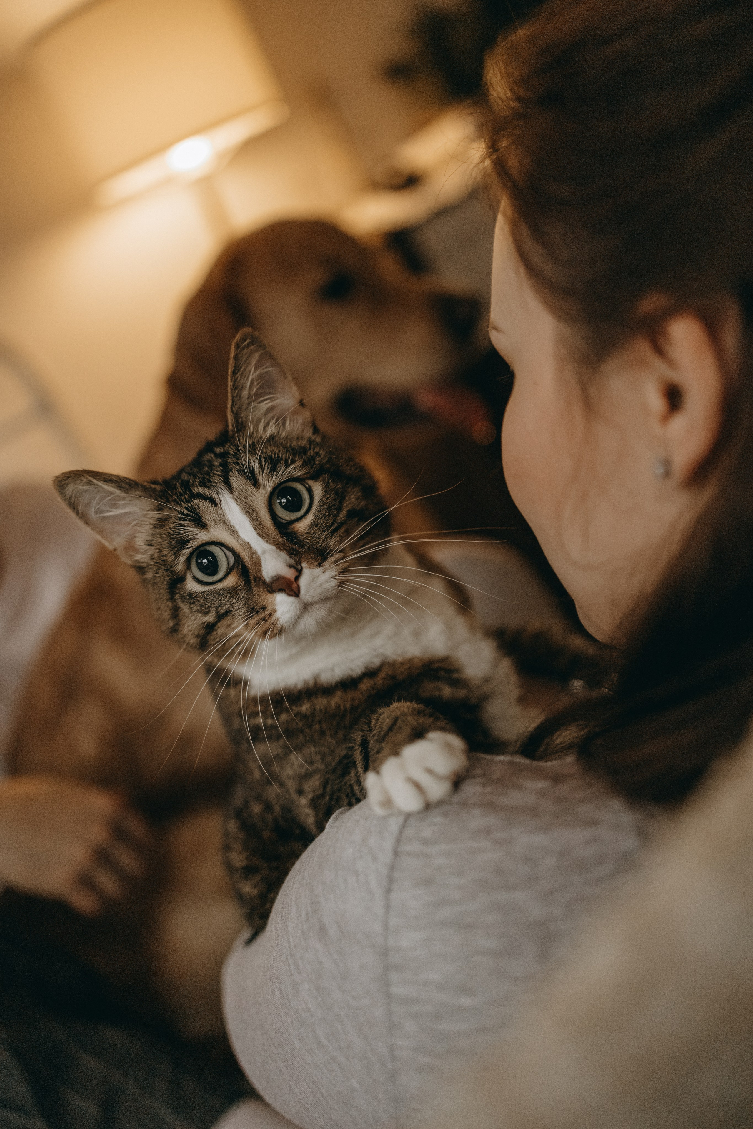Вегас, Веник и их семья. Фотограф — Анималист | Санкт-Петербург