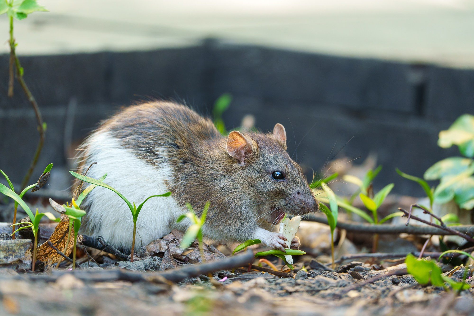 Животные. Ваш личный фотограф Марина Волкова